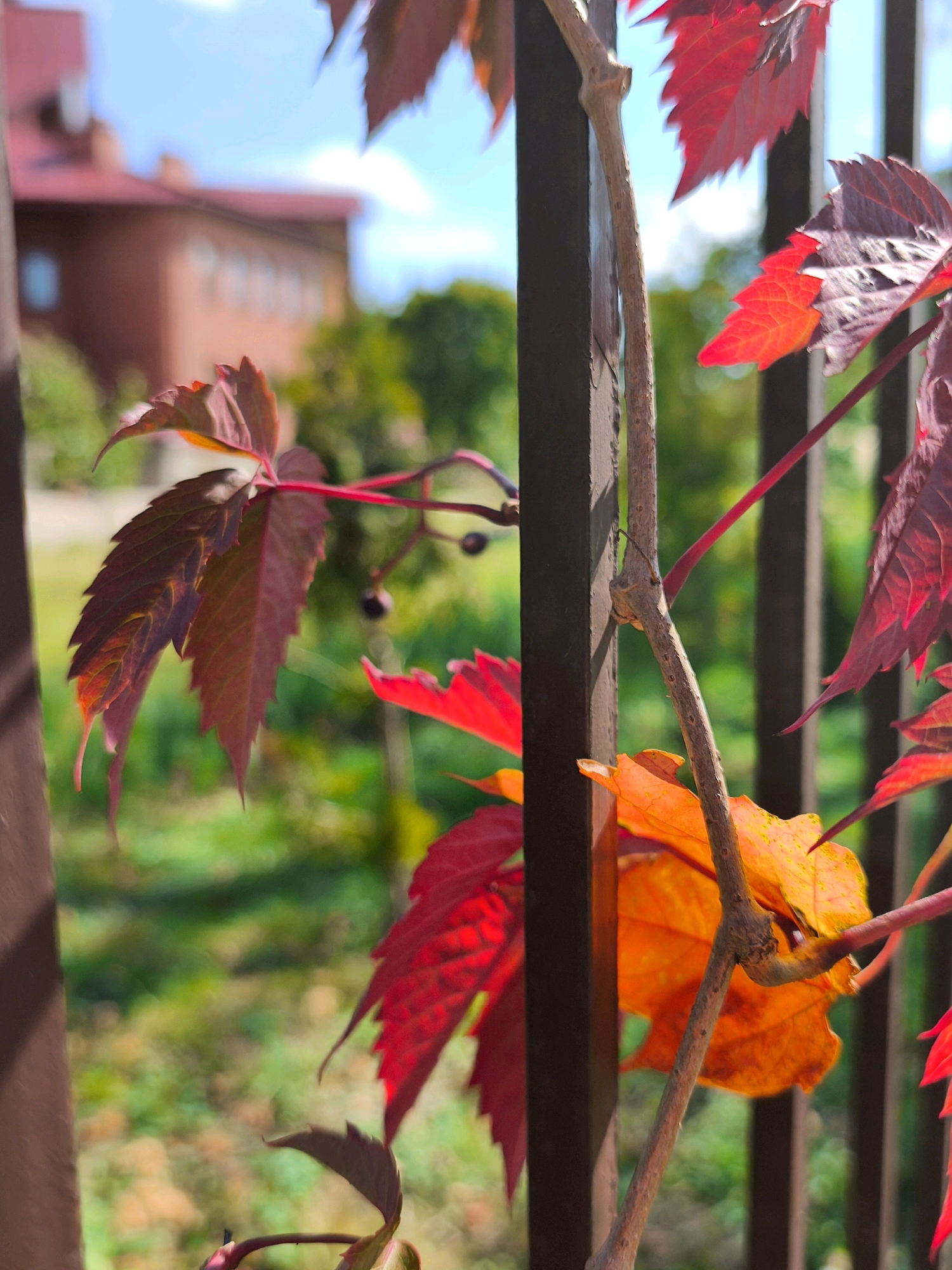 A close-up, low-angle, outdoor shot focuses on several vibrant red and orange leaves of a Virginia creeper vine. The leaves are sharply detailed in the foreground, with some appearing a deep red and others a bright orange, suggesting autumn foliage. A thin, woody vine stem, speckled with small nodes, is prominent, entwined with the leaves and wrapping around a dark brown vertical metal railing. This railing is part of a fence, with other similarly colored upright posts visible behind it.
The background is softly blurred, indicating a shallow depth of field. In the mid-background, a building with a reddish-brown brick facade and rows of windows is visible. The building appears to be a large, institutional structure, possibly a school or administrative building. Behind the building, lush green foliage from trees and bushes creates a soft, organic backdrop. The sky above is a clear, bright blue with a few wispy white clouds. The overall impression is that of a park or garden area adjacent to a building in a city, likely Mahilyow, Belarus, given the season and the commonality of this type of plant and fencing in urban green spaces. No people are present in the image.
