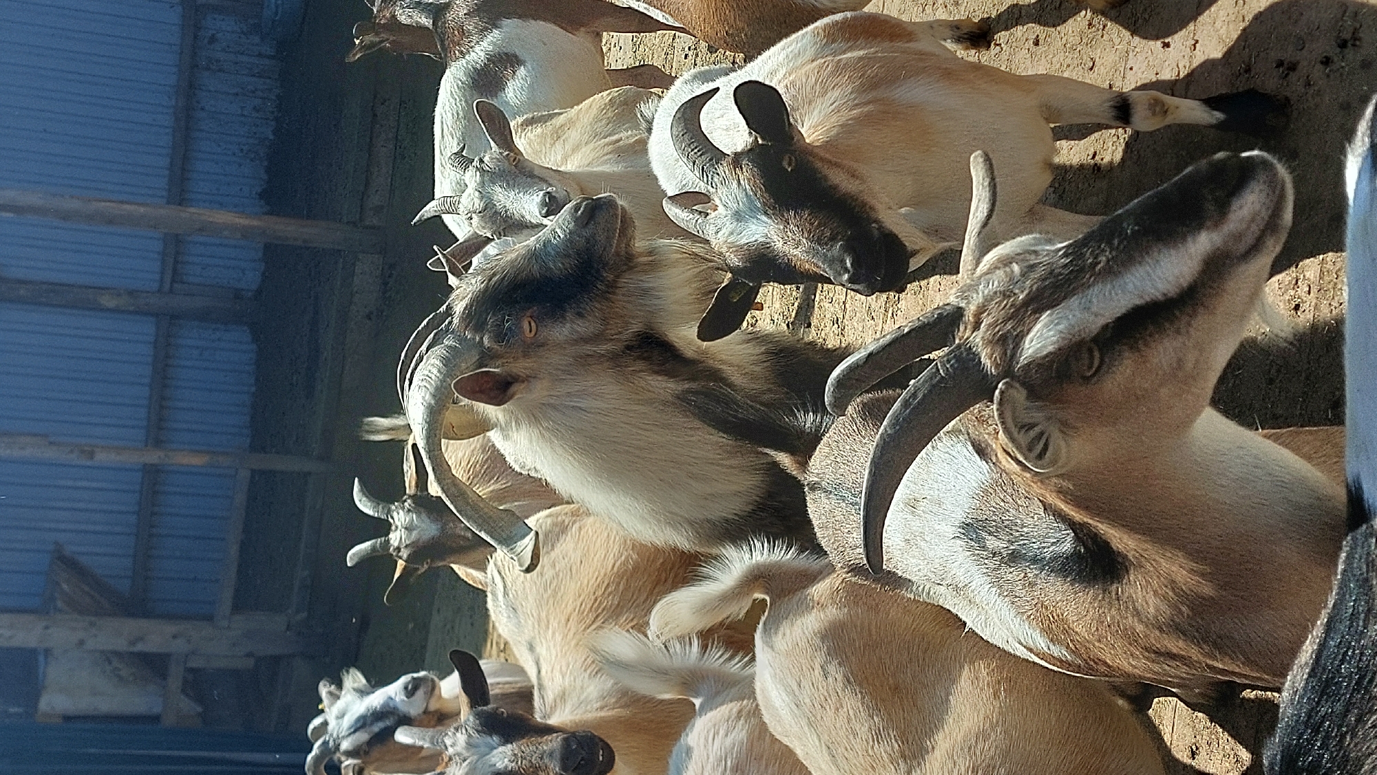 A herd of goats are gathered in an outdoor pen with a corrugated metal building in the background. The goats are of various colors, including white, brown, and black, and most have horns. The ground is dirt. The image appears to be taken during daylight hours.