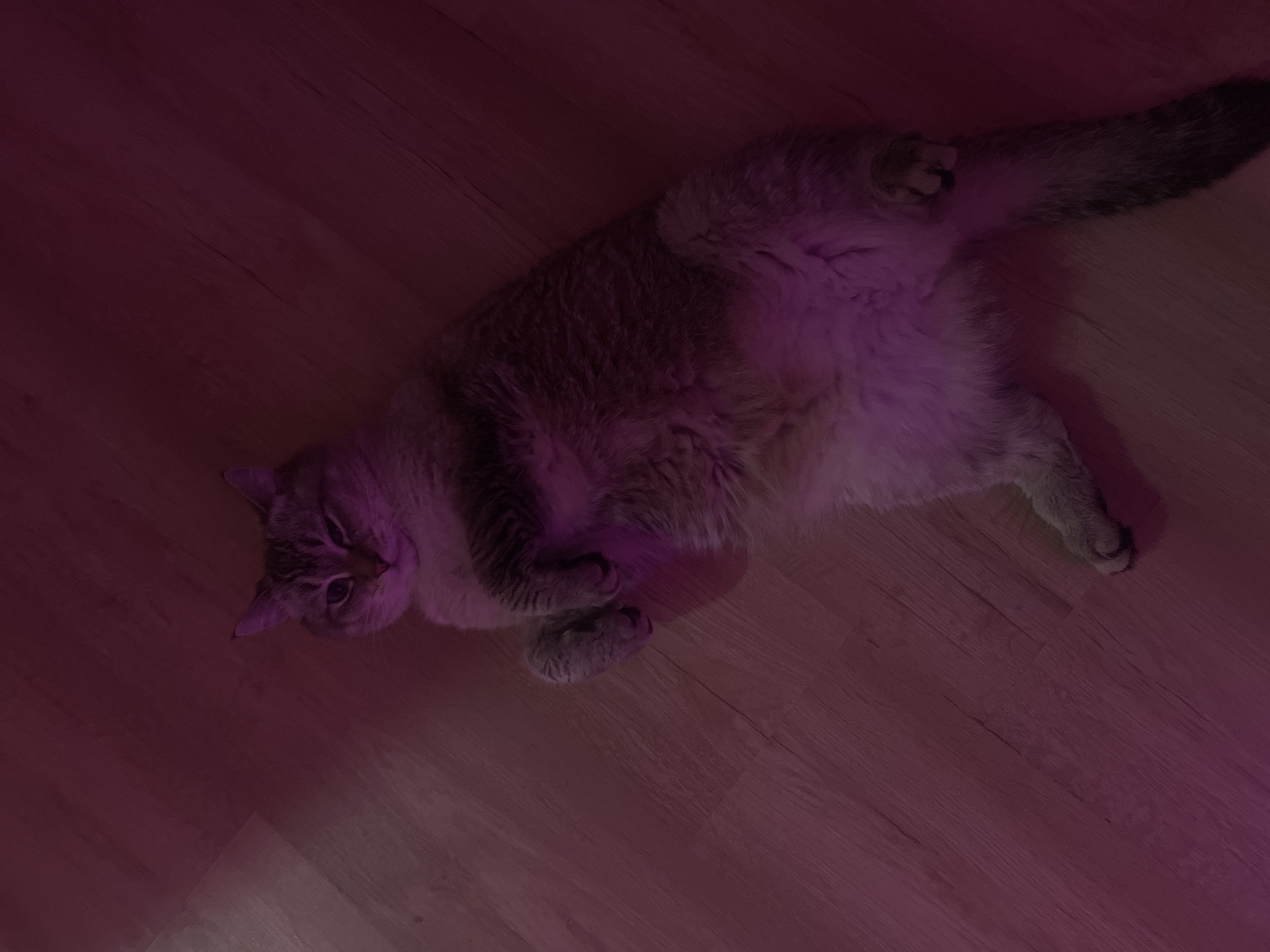A cat is lying on its back on a wooden floor. The cat is gray and white with tabby markings. Its eyes are open and it is looking at the camera. The cat's paws are up in the air. The floor is made of light brown wooden planks. The scene is lit by a pink light that casts a shadow on the floor. There are no people or other animals in the image. The location in Votkinsk, Russia cannot be determined from the image.