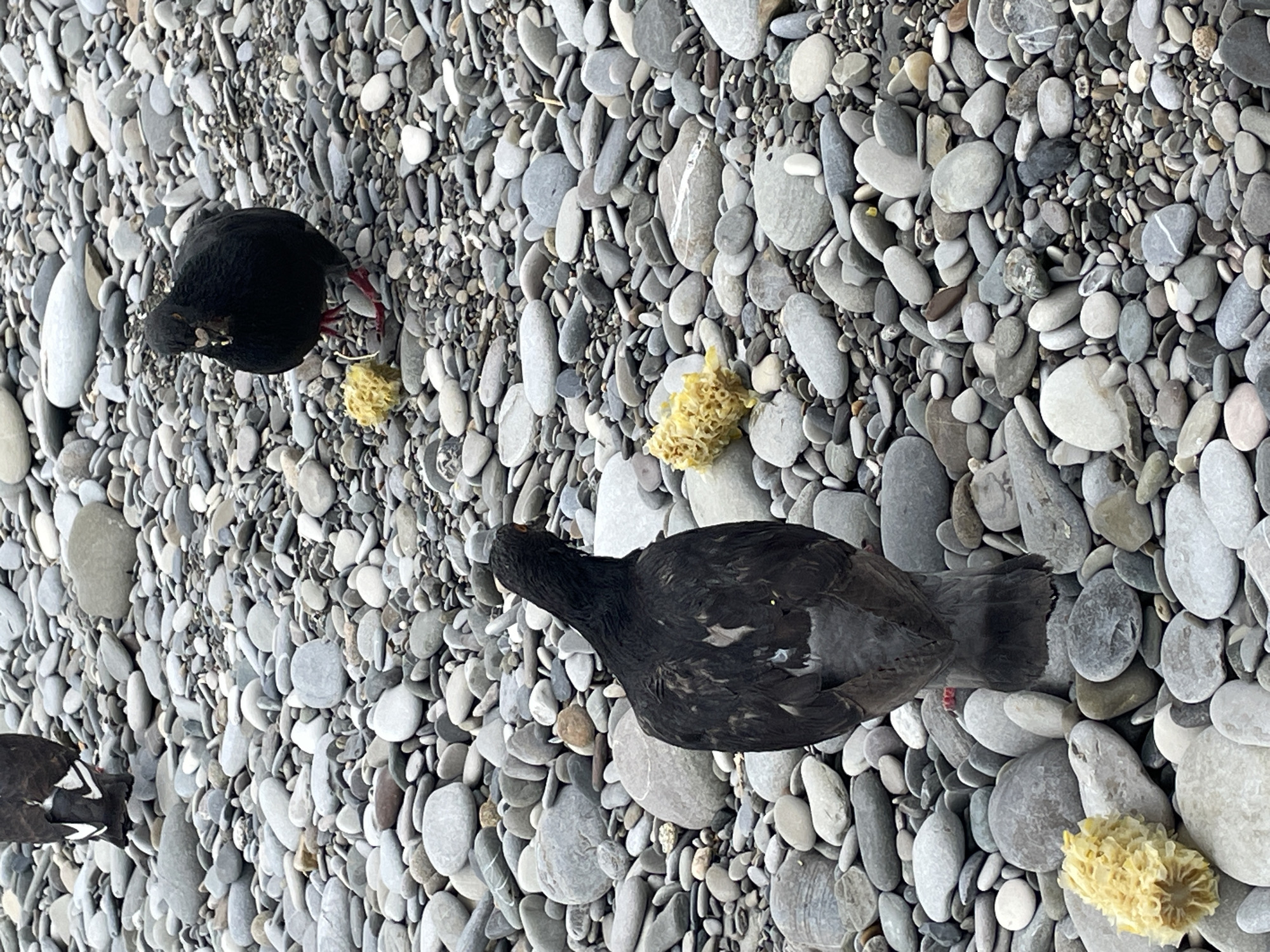 Two pigeons are foraging for food on a rocky beach. One pigeon, mostly black with white markings on its tail feathers, is in the foreground, facing away from the camera. It stands on a larger grey rock. In the background, a second, entirely black pigeon is facing the camera and pecking at a piece of corn. Several pieces of corn are scattered on the beach, serving as food for the birds. The beach is covered in smooth, grey and white pebbles of various sizes. The environment suggests an outdoor, natural setting, possibly a coastal area.