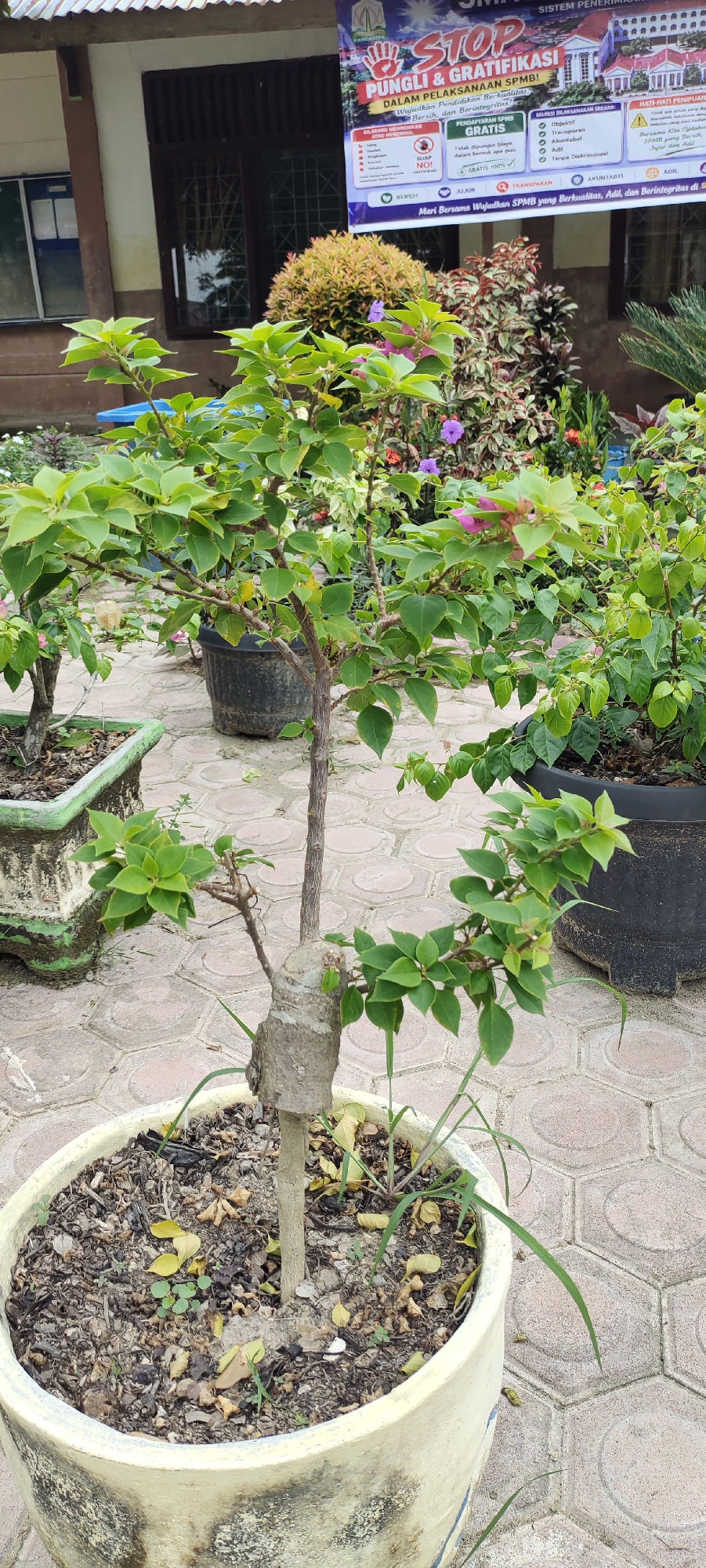 The image shows a potted plant with green leaves and some purple flowers, located on a tiled outdoor patio. In the background, a banner with text in Indonesian and an illustration of a building is visible. The banner appears to be a public service announcement. The plant is in the foreground, with its trunk partially wrapped in a rough material. Other potted plants and vegetation are present in the background. The overall scene suggests an outdoor setting, possibly a school or public area, given the banner's content. The specific location in Langnibong, Indonesia, cannot be determined from the visual information alone, beyond what is inferred from the language on the banner.