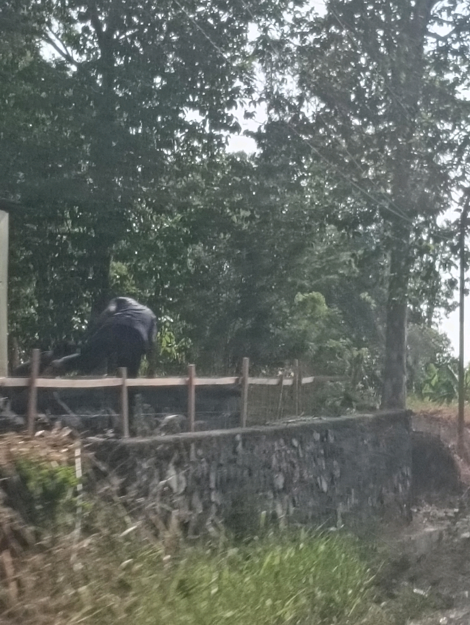 The image depicts an outdoor scene, likely in a tropical environment, with lush green foliage and trees dominating the background. In the foreground, a low stone wall runs horizontally across the frame, topped by a wooden railing. Behind the railing, a dark-colored, amorphous object is visible, appearing to be a person in dark clothing kneeling or crouching. The ground in front of the wall is covered with dry leaves and debris, while a patch of green grass is present to the left. The overall lighting suggests it is daytime, with diffused sunlight filtering through the dense canopy of leaves. The setting appears to be somewhat rural or undeveloped, with no discernible urban structures visible.