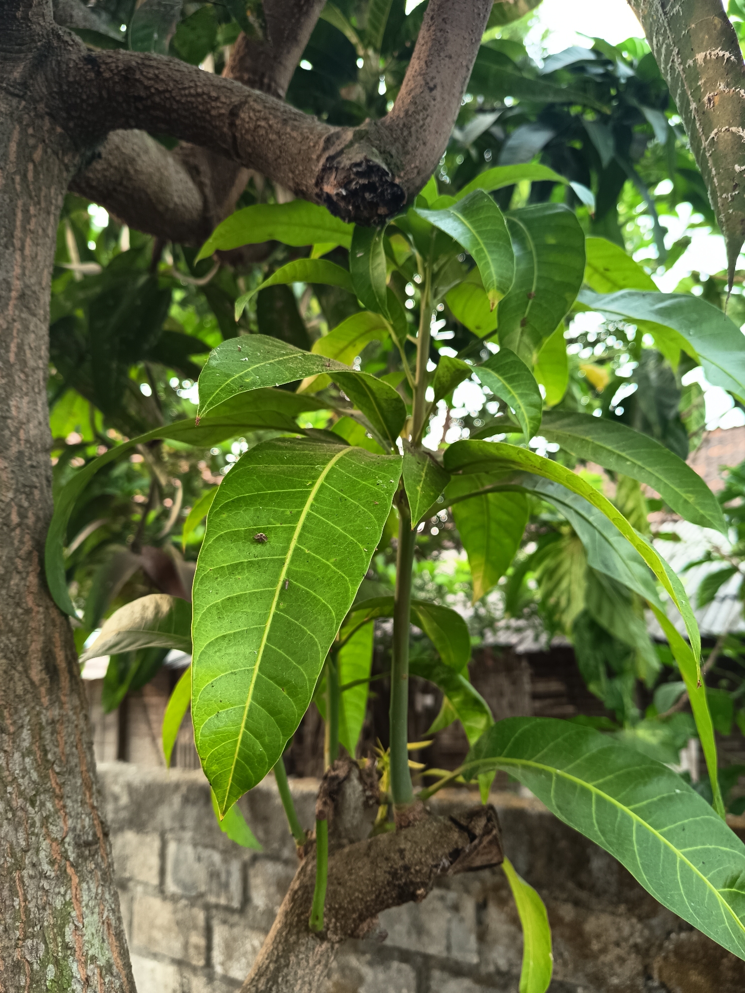 The image depicts a close-up view of a young mango tree's branches and leaves, with a brick wall visible in the background. The scene is set in Sugio, Indonesia.
The foreground is dominated by the textured bark of a mature mango tree trunk on the left, with a smaller branch extending upwards and to the right. A cluster of vibrant green mango leaves emerges from a lower branch, with some leaves appearing older and slightly worn, while others are fresh and new. One prominent leaf in the center displays visible veins and a small insect on its surface.
Behind the mango tree, a weathered brick wall serves as a backdrop. The wall appears to be part of a residential structure, with glimpses of roofing and foliage in the distance, suggesting an outdoor environment within a community. The lighting indicates it is daytime, with soft natural light filtering through the leaves, creating a gentle bokeh effect in the background. No people or specific actions are captured in the frame, presenting a still, naturalistic scene.