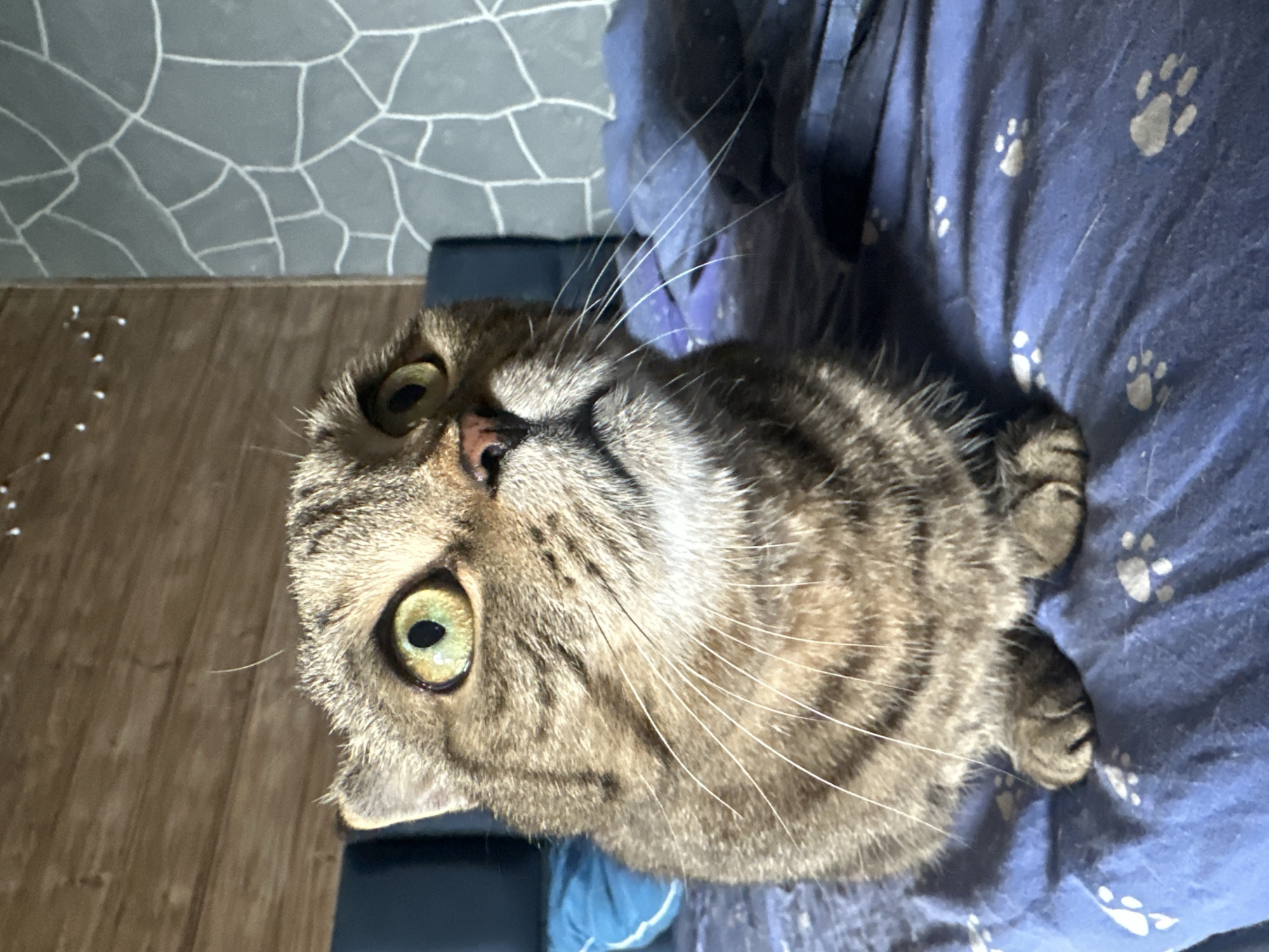 A close-up, eye-level shot captures a tabby cat sitting on a blue bedspread patterned with white paw prints. The cat faces upward and to the right, with its mouth slightly open. Its large, green eyes are dilated and focused on something out of frame. The background features a wooden-paneled wall on the left and a gray, stone-patterned wall on the right. A dark blue headboard is visible behind the cat. The scene is indoors, likely in a bedroom. There is no indication of the city of Virki, Russia, or any specific location details within the image.