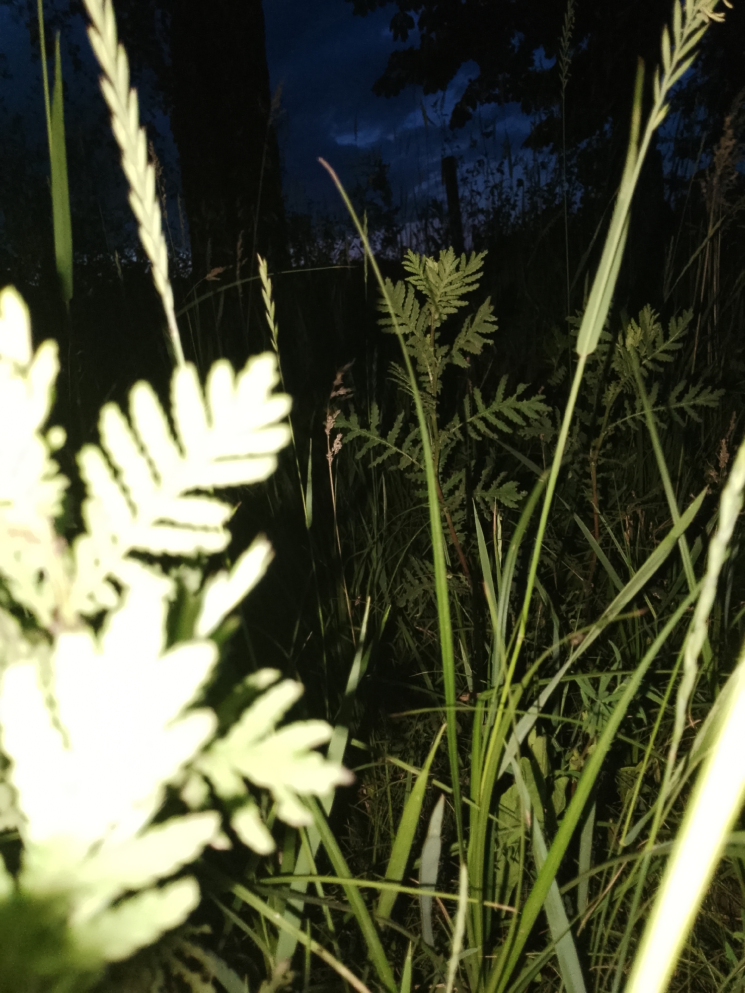 An eye-level, slightly blurred medium shot shows tall grass and foliage in the foreground and mid-ground. In the upper left of the frame, a pale, out-of-focus fern-like plant dominates, its fronds catching light. Behind it, tall blades of grass rise, some illuminated with a yellowish hue. In the center of the frame, a small, green, fern-like plant with finely divided leaves stands upright. More blades of grass, some with visible seed heads, fill the space. The background is dark, with silhouettes of trees and branches against a deep blue, twilight sky. A dark, vertical object, possibly a fence post, is visible in the mid-ground to the right of the central plant. The overall impression is a close-up view of vegetation at dusk or night.