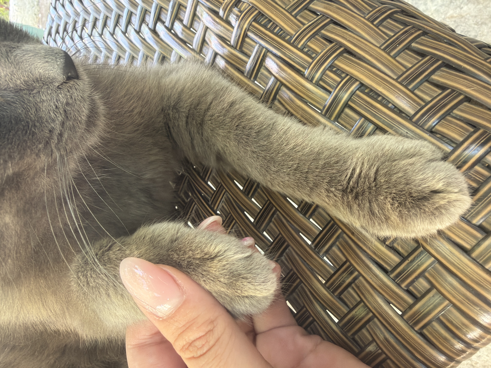A close-up shot shows a person's hand gently holding a cat's paw. The cat's fur is a muted gray-brown, and the paw is soft and furry. The person's fingernails are painted with a light, shimmery pink polish. They are resting on a woven surface, likely a chair or table, with a textured, basket-like pattern in shades of brown and beige. The background is blurred, suggesting an outdoor setting. There are no specific landmarks or details that would indicate the location of Vlasatitsa, Bulgaria. The image focuses on the tactile interaction between the human and the animal.