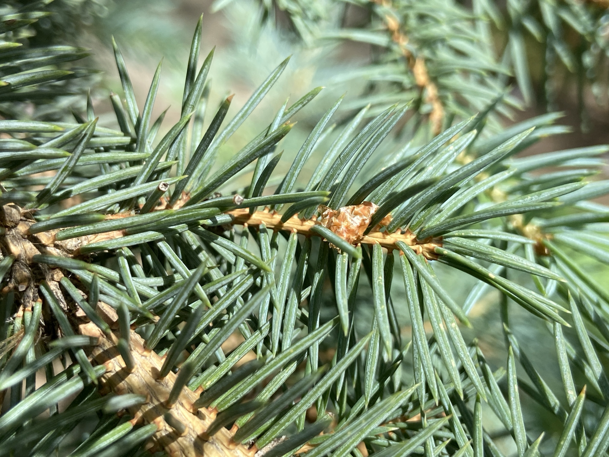 The image is a close-up, macro photograph of a pine branch with numerous green needles. The needles are sharp and pointed, growing densely from a brown, woody stem. Some of the needles show slight yellowing or browning, particularly towards the tips. There are small, light brown buds or resinous growths visible on the stem where the needles emerge. The background is softly blurred, showing more of the pine needles and branches, suggesting a natural setting. The lighting appears to be natural sunlight, casting shadows and highlighting the textures of the needles. There are no people or man-made objects visible in the image. The location is Unknown, Unknown.