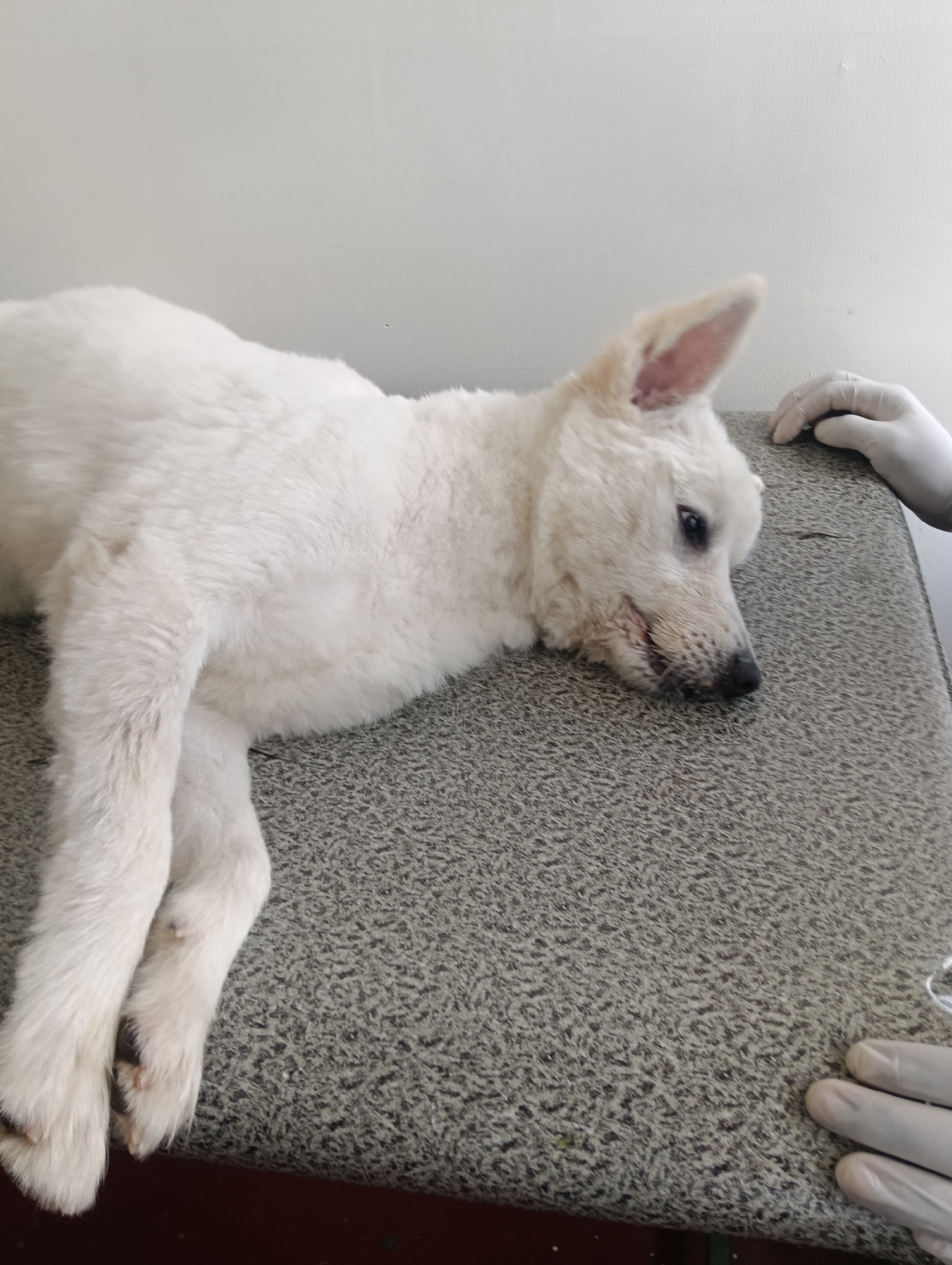 A white dog lies on a gray surface, possibly a medical examination table. A hand wearing a white surgical glove rests near the dog. The environment appears to be a veterinary clinic, with a white wall in the background. It is not possible to determine the location in the city of Nairobi, Kenya, from the image.