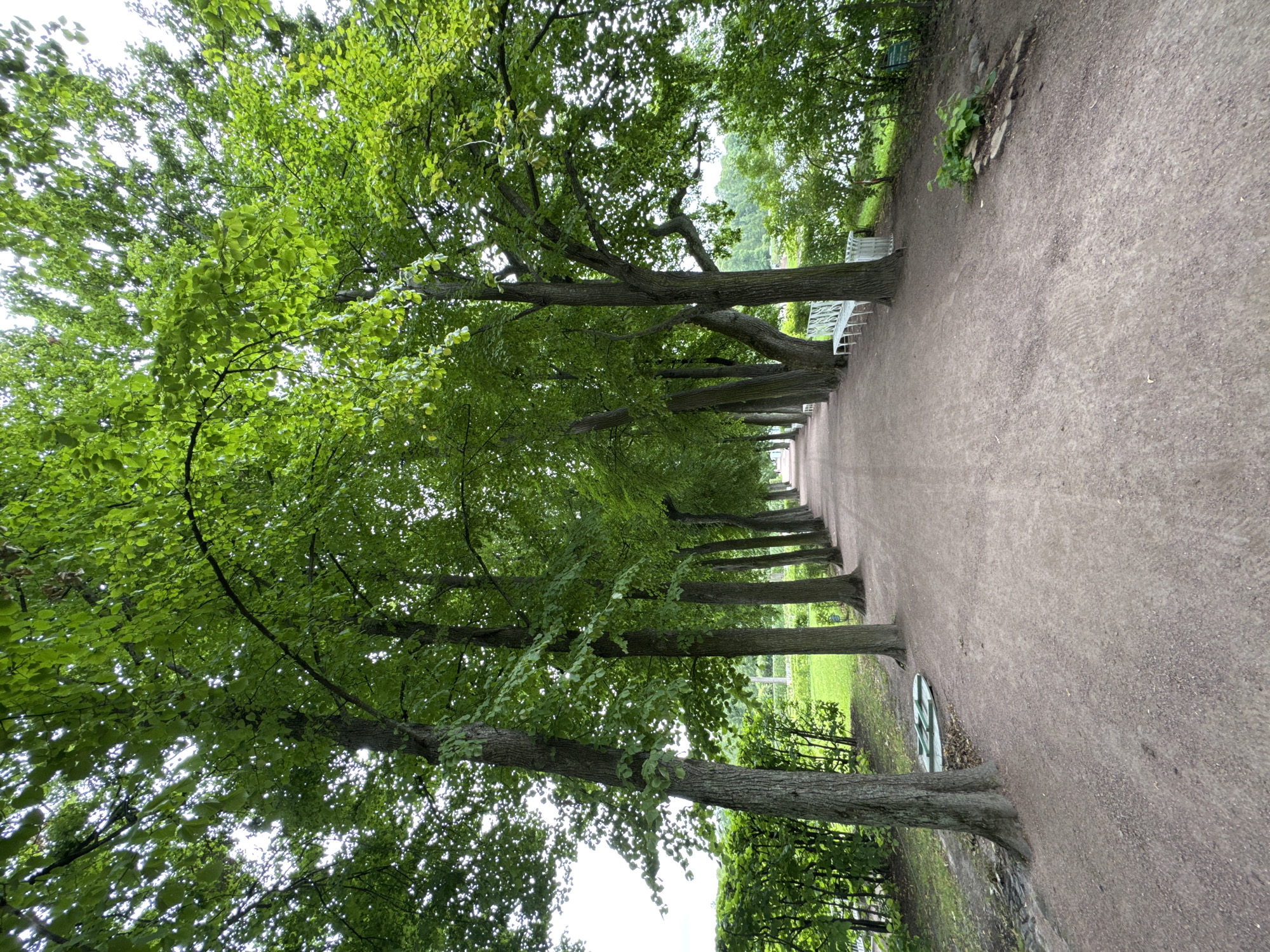 A wide, dusty path lined with mature trees stretches into the distance, creating a natural tunnel effect. The trees, with their full, green canopies, cast dappled shadows on the path. White park benches are visible along the right side of the path, suggesting a place for public relaxation. The path is mostly clear, with some scattered leaves and pebbles. The overall scene conveys a sense of tranquility and a well-maintained park. This image was captured in the city of Pushkin, Russia, likely within one of its renowned palace grounds.