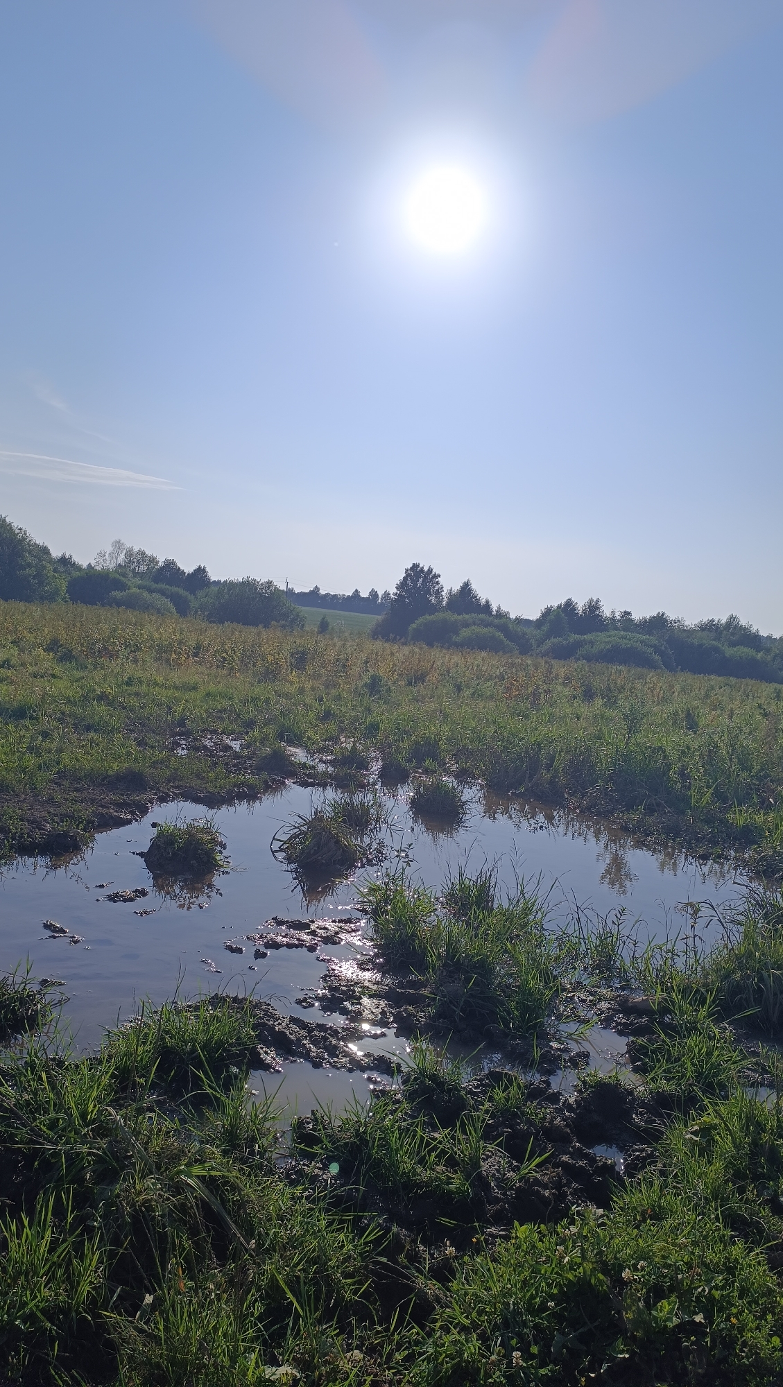 A wide-angle, vertical, low-angle shot captures a muddy field under a bright, sunny sky. The sun, a radiant white orb with a lens flare, dominates the upper portion of the frame, indicating it is likely midday. The sky is a clear, pale blue.
The foreground is dominated by a large puddle of murky water, reflecting the bright sky and the surrounding vegetation. Tufts of green grass poke out of the mud and water, some growing in small islands within the puddle. The mud itself is dark and clumpy, with patches of dry earth visible.
The midground consists of a grassy field with scattered patches of yellow and green vegetation, possibly wildflowers or dry grass. Beyond the field, a line of dense green trees and bushes forms a natural horizon, with some taller trees interspersed. The terrain appears gently rolling.
In the background, the landscape continues with more fields and trees, suggesting a rural or semi-rural setting in Karsha, Russia. The overall impression is one of a natural, somewhat wild outdoor scene on a clear, sunny day. There is no text visible in the image. The scene evokes a feeling of peacefulness and natural beauty.