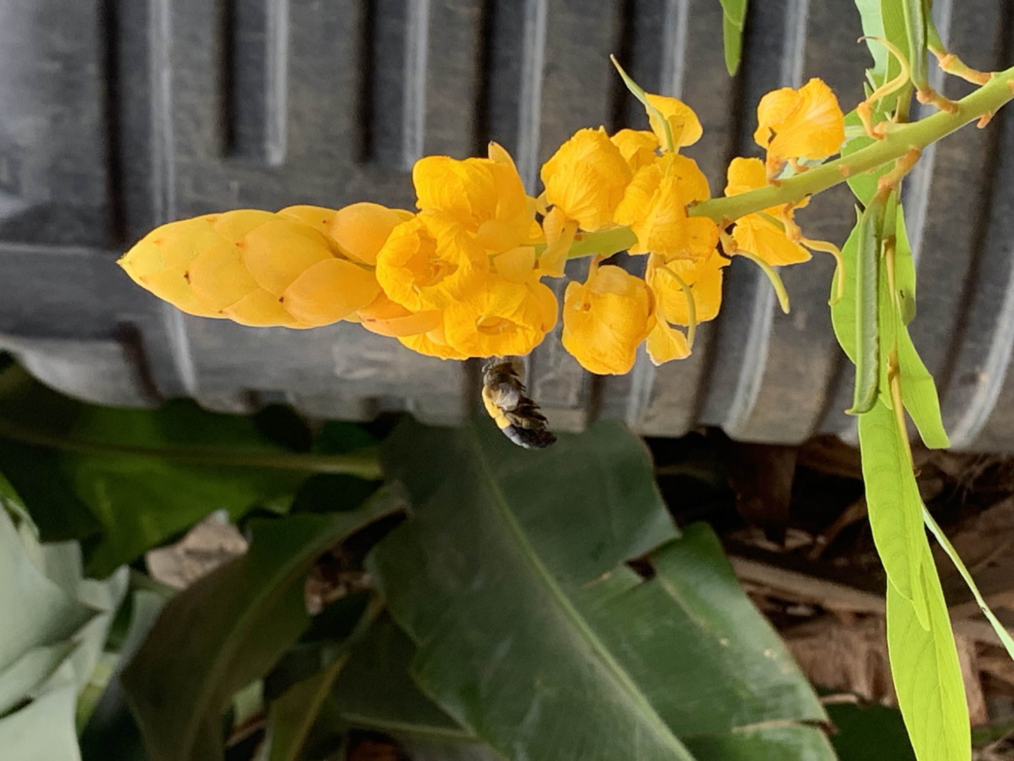 The image depicts a cluster of bright yellow flowers, possibly originating from a Cassia alata plant, with a large bud structure at the apex. A single bee is positioned underneath the blooms, potentially collecting nectar or pollen. The background reveals a ribbed, gray surface, likely part of a corrugated sheet or container. The environment also includes broad, green leaves, suggesting the presence of banana plants or similar vegetation. Given the prompt's indication, this scene is likely located in Ikorodu, Nigeria, though specific landmarks are absent. The image captures an insect-plant interaction in a partially shaded, outdoor setting.