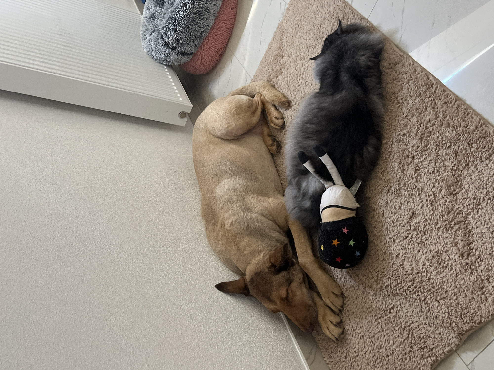 A tan dog is sleeping on a light brown rug in front of a white wall. Next to the dog, a long-haired grey cat is also sleeping on the rug. The cat has a stuffed toy with stars on it partially tucked under its body. To the right of the dog and cat, there is a white radiator and a fluffy grey dog bed with a pink base. The flooring around the rug appears to be white tile. The scene is indoors, likely in a residential setting in Saint-Vith, Belgium.