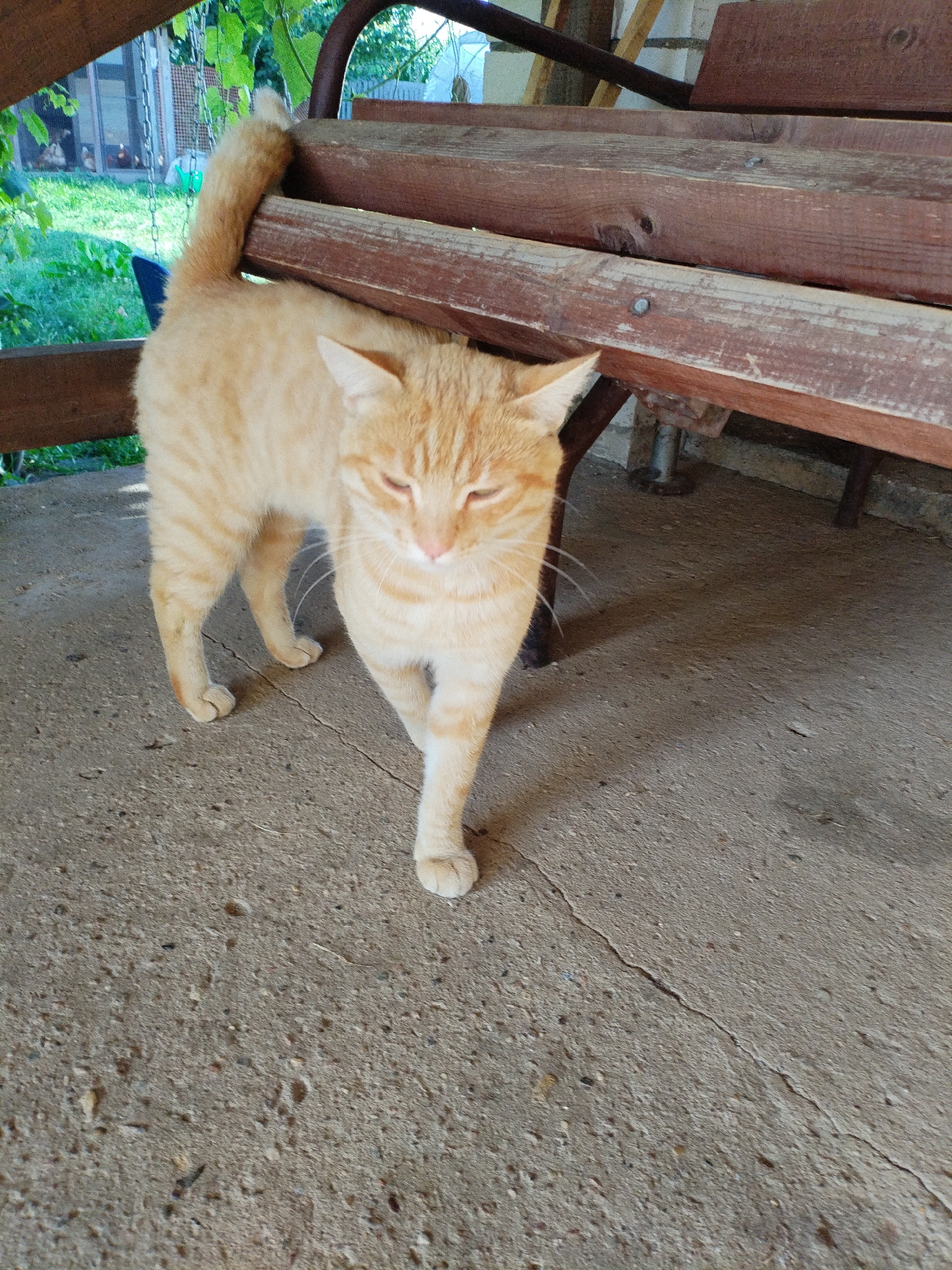 An orange tabby cat stands on a concrete surface in front of a wooden bench. The cat is facing the camera with its head slightly lowered, and its eyes are partially closed. Its fur is striped with darker orange markings. The concrete is cracked in several places. Behind the cat, a rustic wooden bench with weathered planks is visible. The bench appears to be outdoors, possibly on a porch or patio, with greenery and a building in the background. The overall scene suggests a casual, outdoor setting in Bialynichy, Belarus.