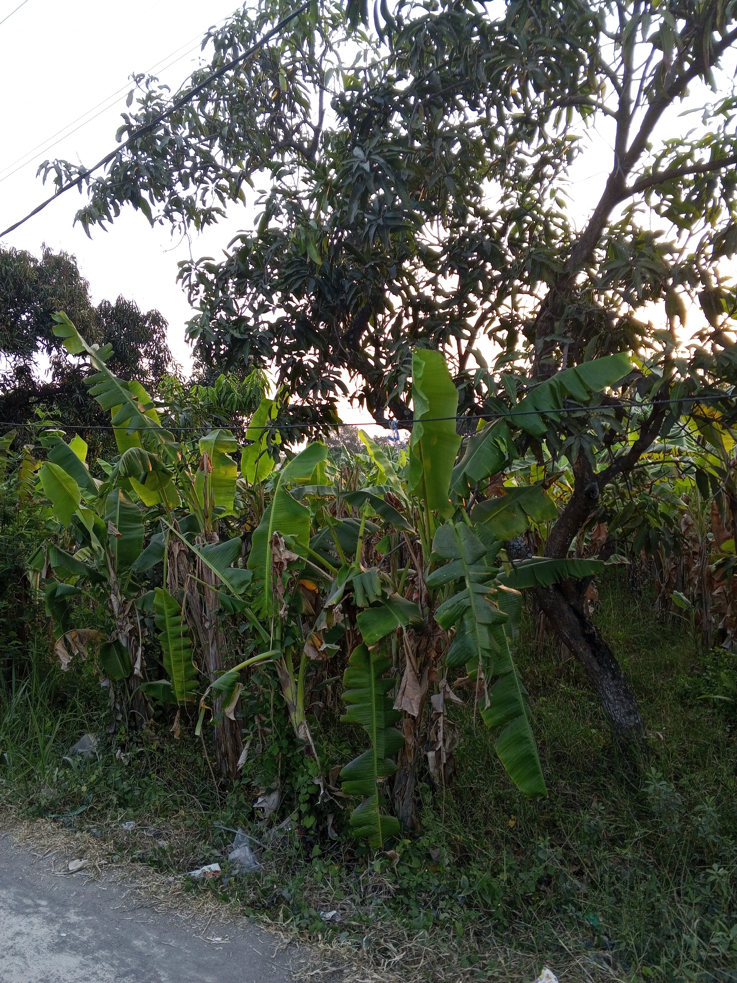 The image shows a roadside in Gebang, Indonesia, with a dense cluster of banana trees in the foreground. The banana trees have large, green leaves and woody stalks, with some older, dried leaves visible. Behind the banana trees, a larger tree, likely a mango tree, with dark bark and a canopy of green leaves, is prominent. Overhead, power lines stretch across the frame. The ground along the roadside is covered in grass, dry vegetation, and scattered pieces of trash, including plastic bags. The scene is illuminated by natural light, suggesting it was taken during the daytime. The overall impression is a rural or semi-rural roadside environment.