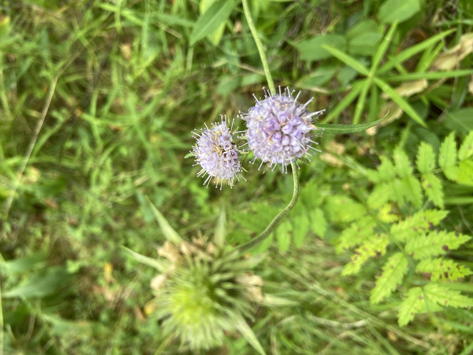 The image shows a close-up view of two small, round, pale purple flowers with thin, spiky petals against a blurred background of green grass and foliage. One flower is in the foreground, slightly to the right, and appears slightly out of focus. The second flower is positioned above and to the left of the first, also in focus. To the left of the flowers, there is a large, spiky, green seed head or bud. The environment is natural and overgrown, with varying shades of green and some brown elements visible in the background. No people or specific actions are depicted. The image was taken in Зимородок Днп, Russia.