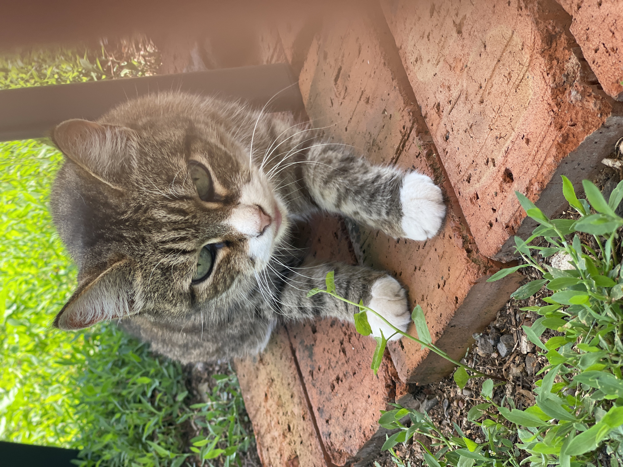 A medium shot captures a tabby cat resting on red bricks in an outdoor setting. The cat is positioned centrally, looking directly at the camera with alert green eyes. Its fur is a mix of brown, gray, and white, with distinct markings. The cat has white paws and a white chest. In front of the cat, a small green plant sprouts from the ground. The background consists of lush green grass and a dark vertical object, possibly a chair leg. The overall lighting suggests it is daytime, with sunlight illuminating the scene. The image does not contain any information about the city of Orenburg, Russia.
