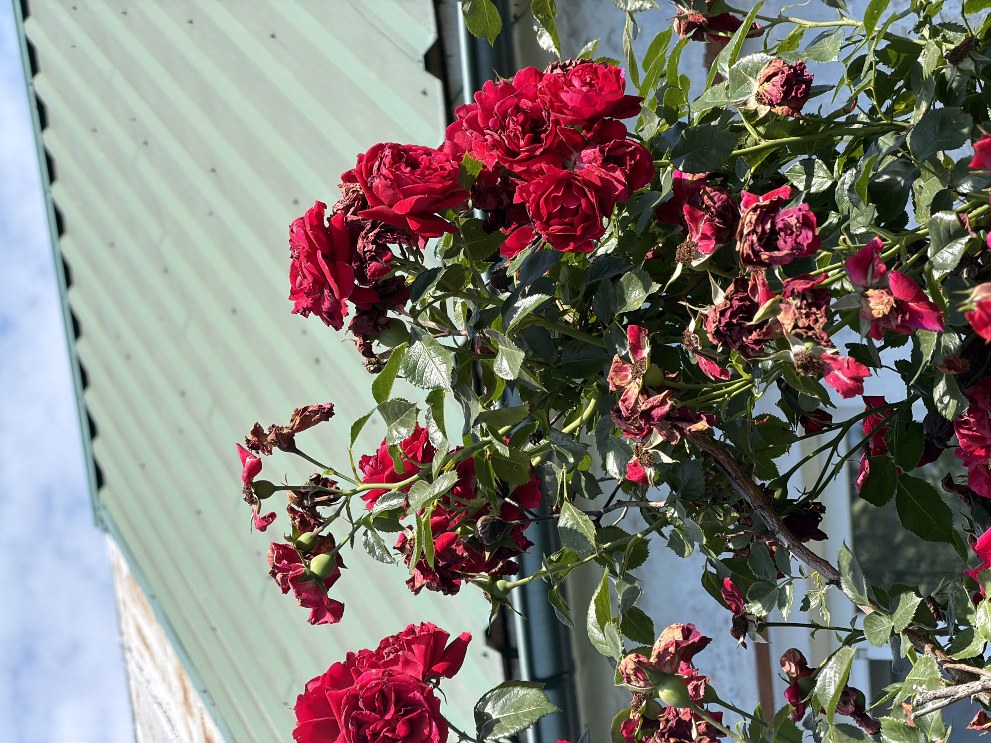 This image shows a close-up view of a rose bush with vibrant red flowers and some dried, wilting blooms, set against the backdrop of a building with a green, corrugated metal roof and light blue siding. The scene appears to be outdoors, likely in a residential or garden area. The foliage is lush and green, indicating a sunny day. The overall impression is one of natural beauty juxtaposed with utilitarian architecture. The specific location in Dnipro, Ukraine, cannot be determined from the visual information alone.