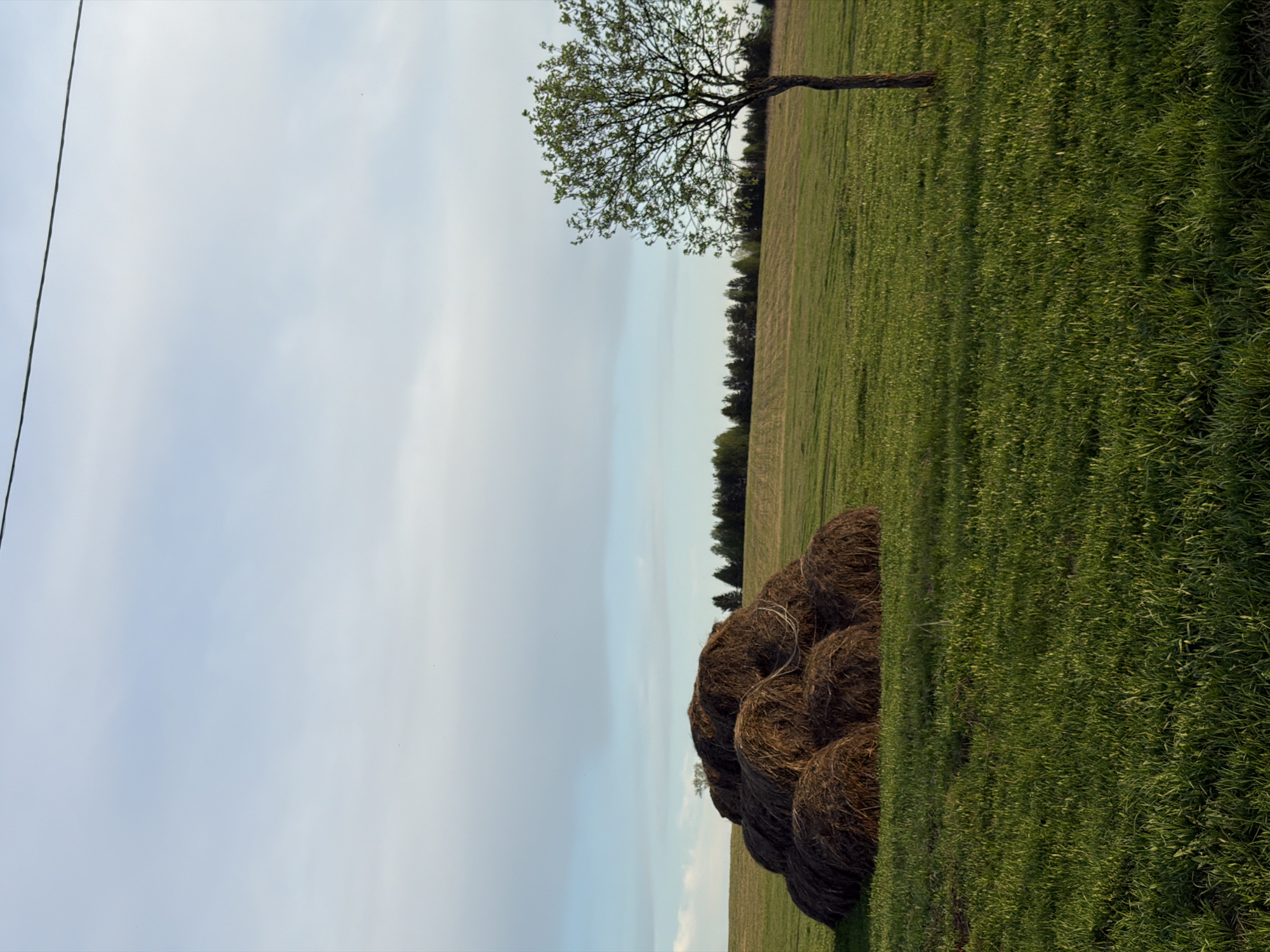 The image depicts a rural scene. In the foreground, a stack of hay bales rests on a grassy field. Beyond the hay bales, the field stretches out, transitioning from denser, brighter green grass to a sparser, yellowish-green area. In the upper-right quadrant, a tree with emerging green leaves stands on the field. In the background, a thin line of trees separates the field from the sky. The sky is overcast with pale blue and white clouds. In the upper-left corner, a power line is visible. Based on the location metadata, the scene is located in Брюхово, Russia.