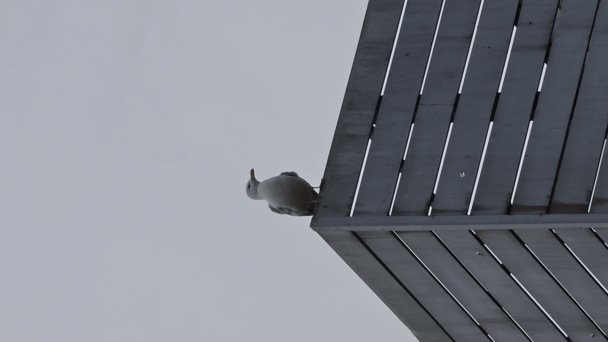 A seagull perches on the edge of the wooden Sea Station structure in Varna, Bulgaria. The planks of the station are gray and arranged in a geometric pattern. The sky is overcast and gray. The seagull is facing left, with its head tilted upward.