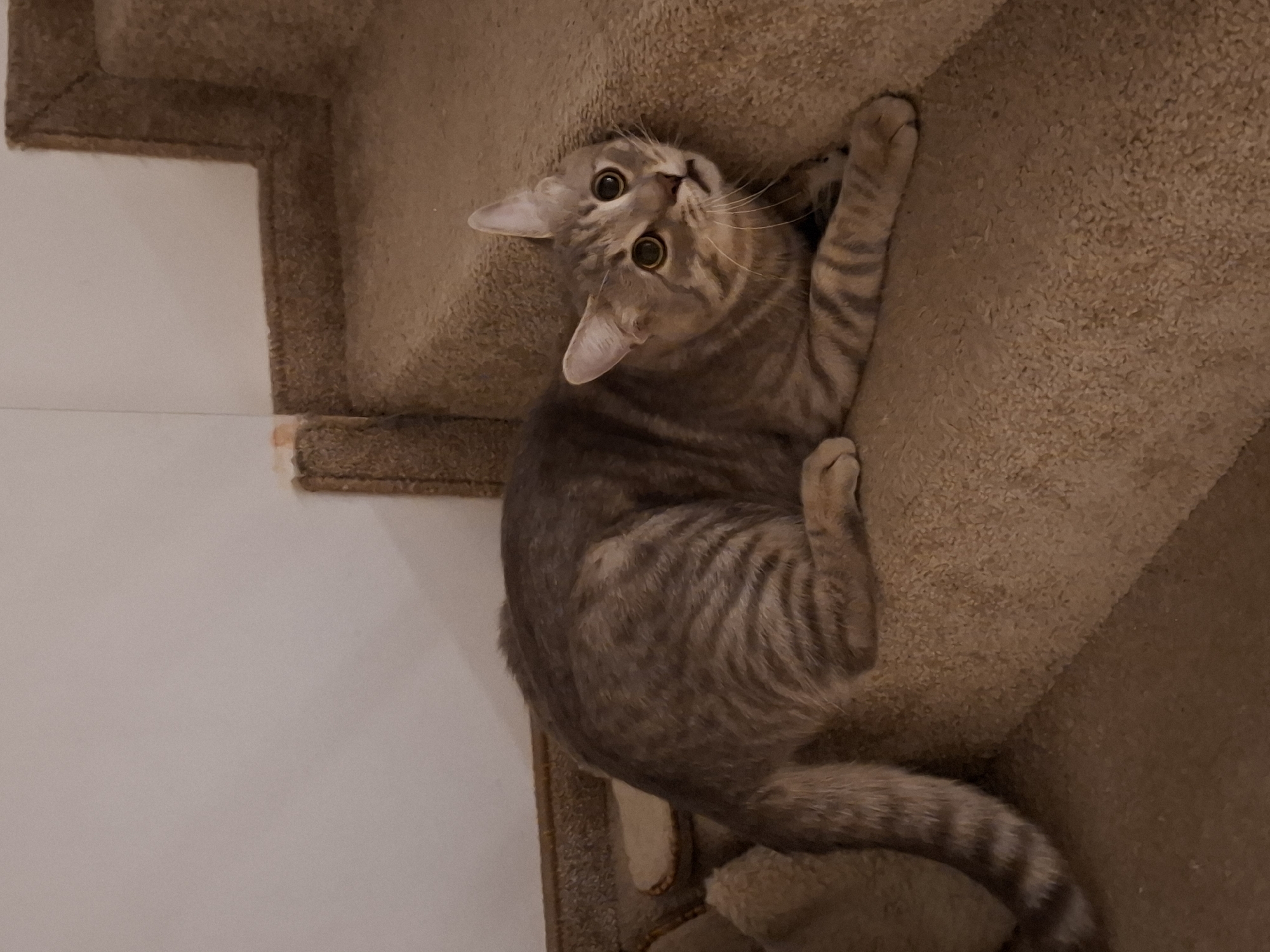 A tabby cat with green eyes and striped fur is lying on a carpeted staircase. The cat is looking up and to the right with its ears perked. The staircase is beige and appears to be in a home environment. There is a white wall behind the cat. The image does not provide any information about the location in the city of Zemun Urban Municipality, Serbia.