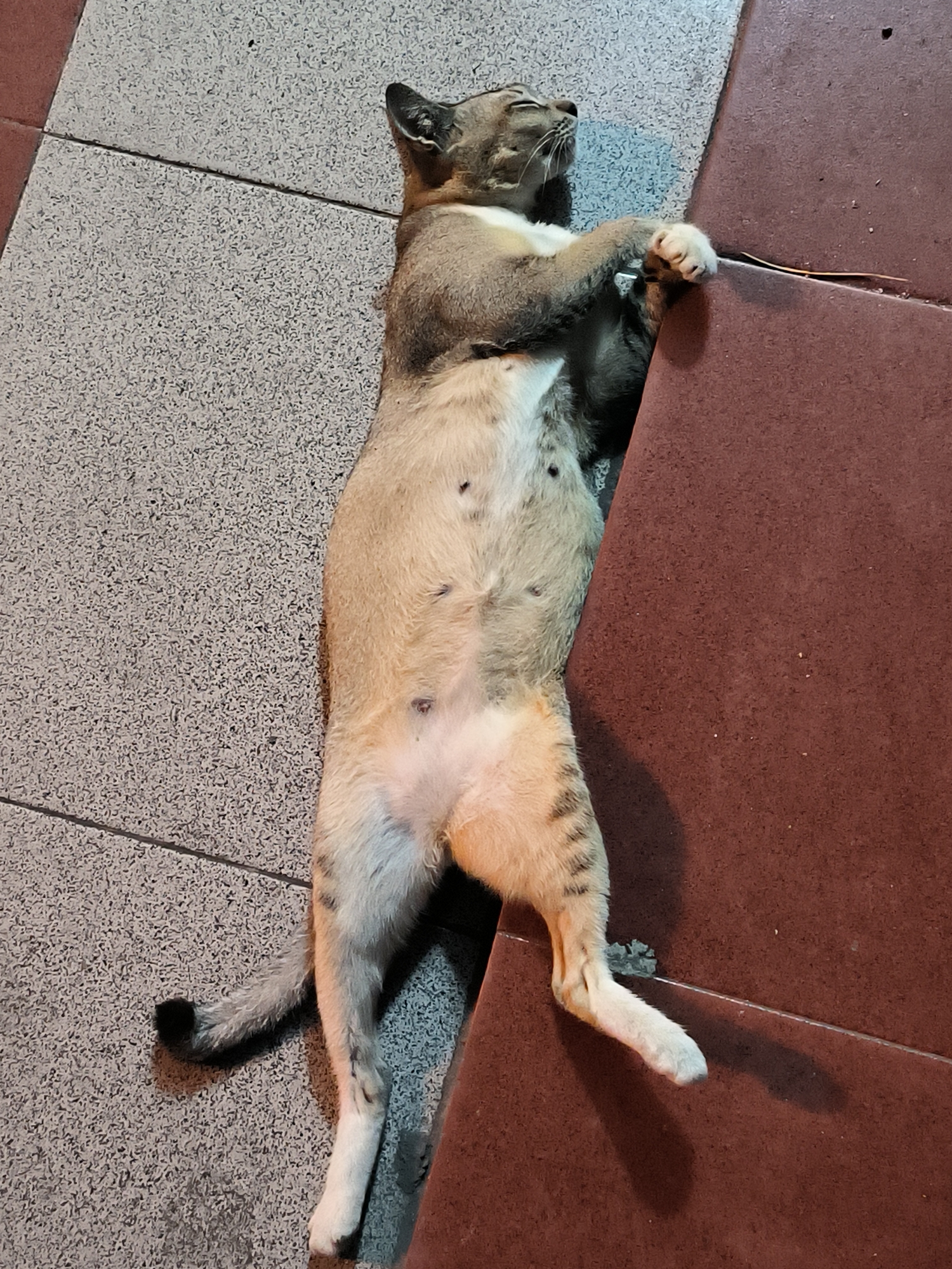 A domestic cat is pictured lying on its back, fully stretched out and appearing to be deeply asleep or very relaxed. Its head is tilted back, eyes closed, and whiskers are visible. The cat has a light brown or tabby-like pattern on its back and head, with a distinctively lighter, cream-colored belly. Several dark spots, likely nipples, are visible on its exposed abdomen. Its front paws are gently curled, while its hind legs are extended, revealing a tail with dark bands and a dark tip.
The cat rests on an outdoor paved surface in Lhokseumawe, Indonesia. It is positioned at the intersection of two distinct tiled areas: one a speckled light grey, and the other a solid reddish-brown. The reddish-brown section appears to be a raised platform or border. The lighting suggests it is evening or nighttime, with artificial light sources casting soft shadows and illuminating the scene, creating a warm glow, especially on the reddish-brown tiles. The overall impression is one of peaceful slumber. There is no visible text in the image.