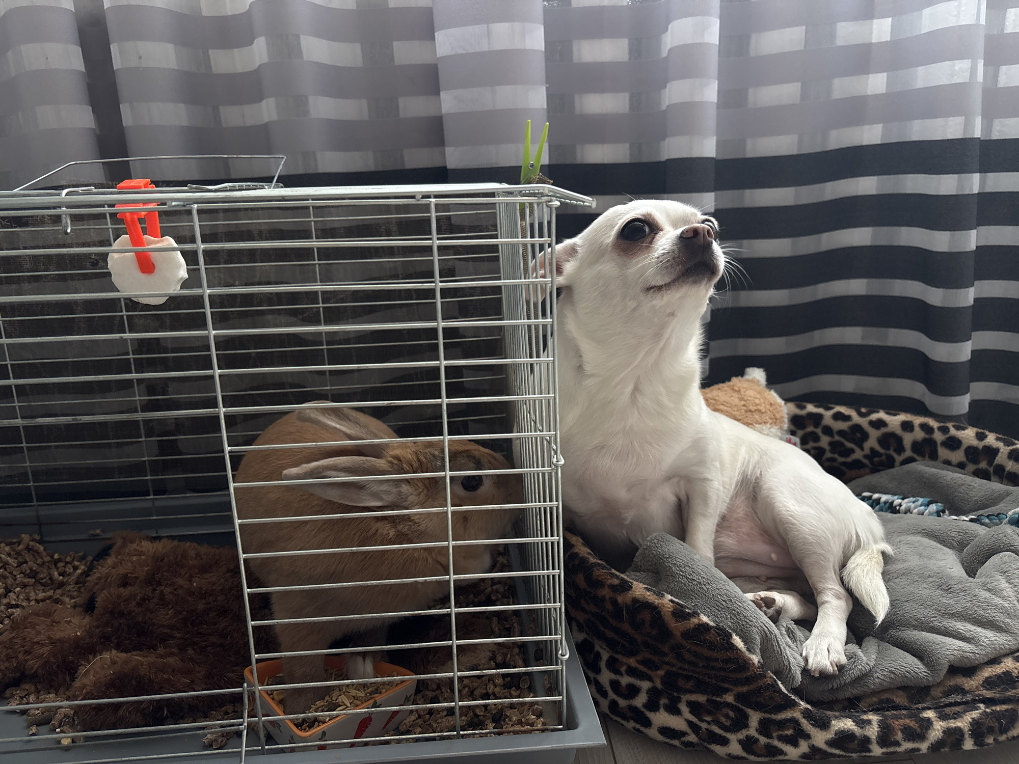 An indoor scene depicts a white Chihuahua dog resting on a leopard-print pet bed next to a metal rabbit cage. The cage contains a brown rabbit eating from a small orange bowl and a fluffy brown toy. A pink water dispenser is attached to the top of the cage. In the background, grey and white striped curtains are visible. The image was taken in Shepetivka, Ukraine.