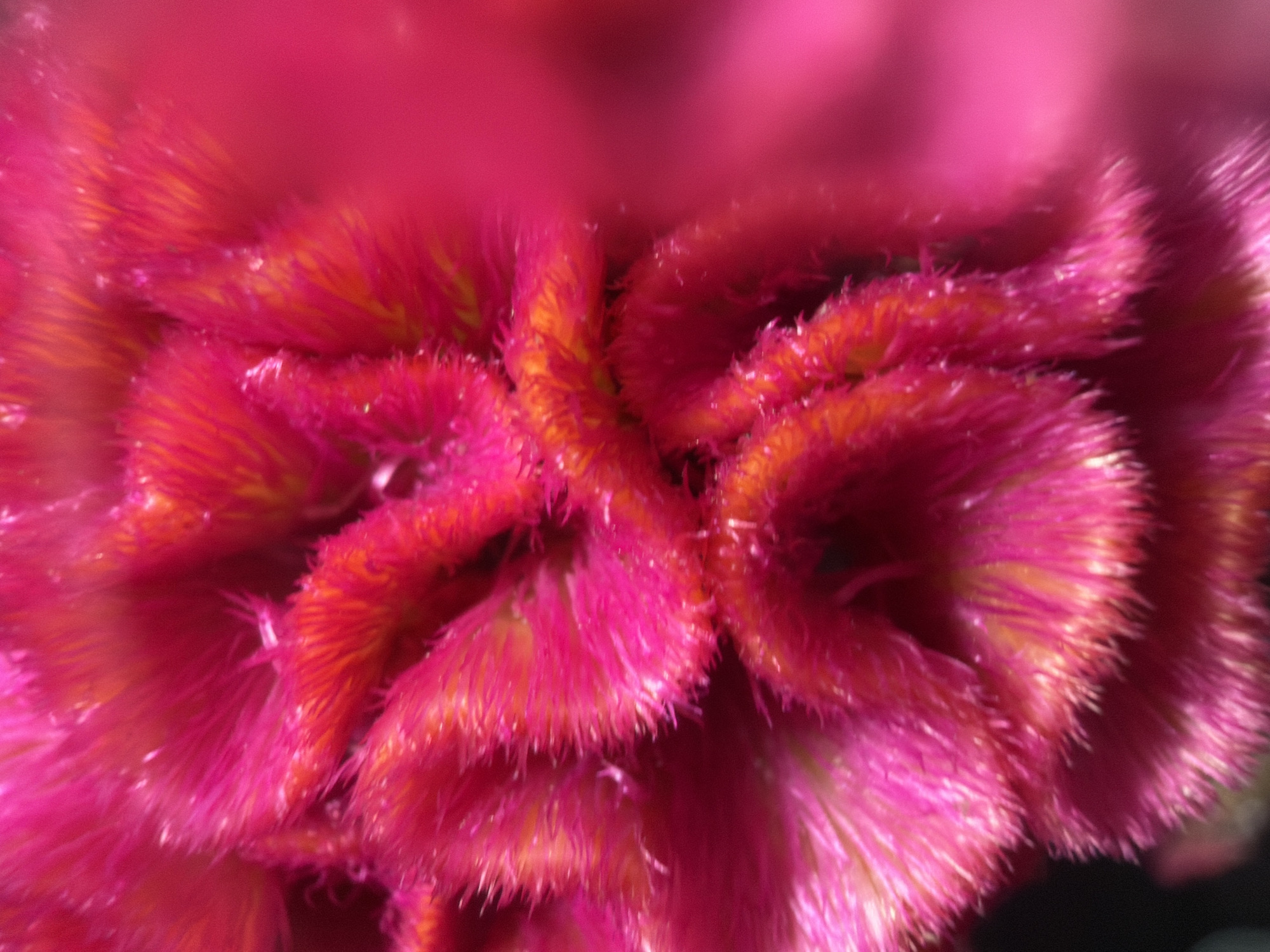 The image is a close-up, macro photograph of a vibrant pink and magenta celosia flower. The texture of the flower is feathery and ruffled, with bright yellow and orange accents visible within the folds. The lighting is soft, highlighting the intricate details of the flower's petals and creating a shallow depth of field, with the background blurring into a soft pink. The image does not contain any information about the city of Kaliningrad, Russia.