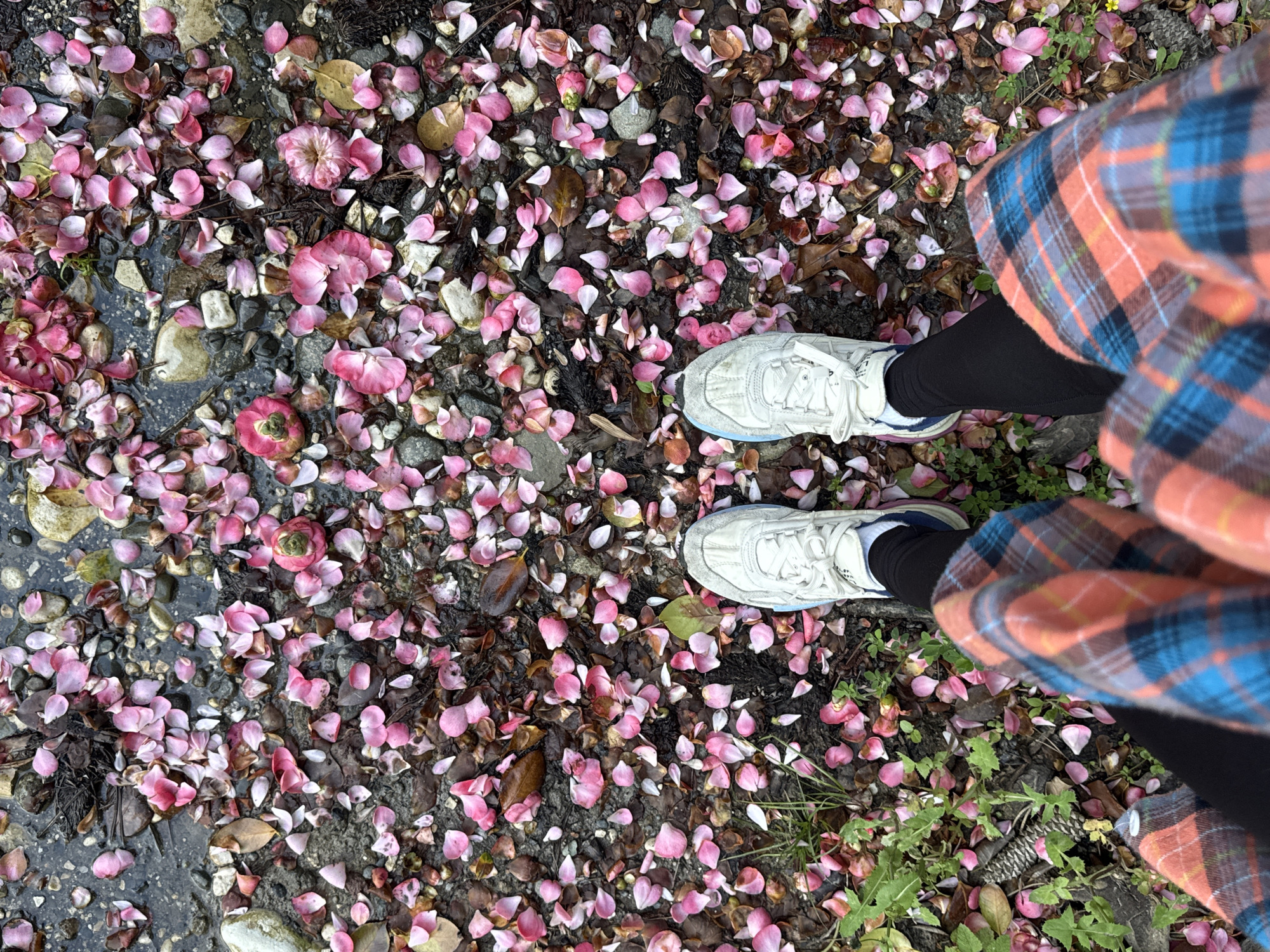 The image shows a person standing on a ground covered with pink flower petals, possibly camellia or cherry blossoms, scattered among rocks, leaves, and some greenery. The ground appears to be slightly wet in some areas. The person is wearing white sneakers with a blue trim, black leggings, and a colorful plaid flannel shirt in shades of orange, blue, and brown. The location is not discernible from the image.