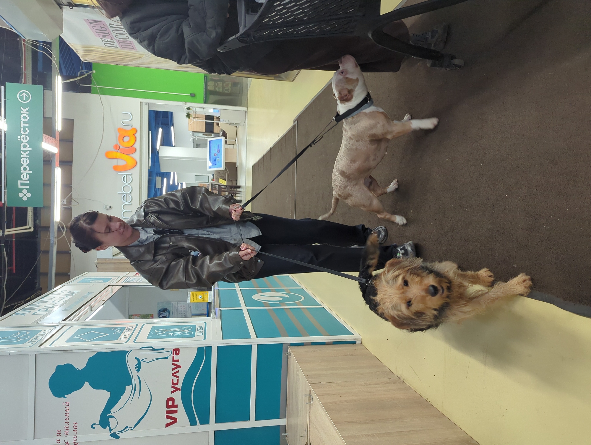 The scene depicts an interior commercial walkway in Golikovo, Russia, likely within a shopping center. A woman, estimated to be in her 20s or 30s with dark hair pulled back, wears a brown leather jacket, a grey shirt, and dark trousers. She holds two black leashes, each attached to a dog. The dog in the foreground is a medium-sized terrier-type dog with shaggy brown and black fur, facing the camera. The second dog, a light brown and white brindle American Bully or similar breed wearing a grey harness, is to the woman's right, sniffing near the lower body of a partially visible person in a dark jacket. A black shopping cart is positioned near this second person. The flooring consists of a light beige section on the left and a dark brown carpeted path on the right. In the background, a white and teal kiosk features a blue silhouette of a woman holding clothing and Russian text including "VIP услуга" (VIP service), suggesting a dry cleaning or laundry establishment. Above, a large white sign with orange lettering reads "mebelVia.ru" (a furniture store), and a green overhead sign with a white arrow points right, displaying "Перекрёсток" (Perekrestok, a supermarket chain). The ceiling shows exposed pipes and fluorescent lighting.