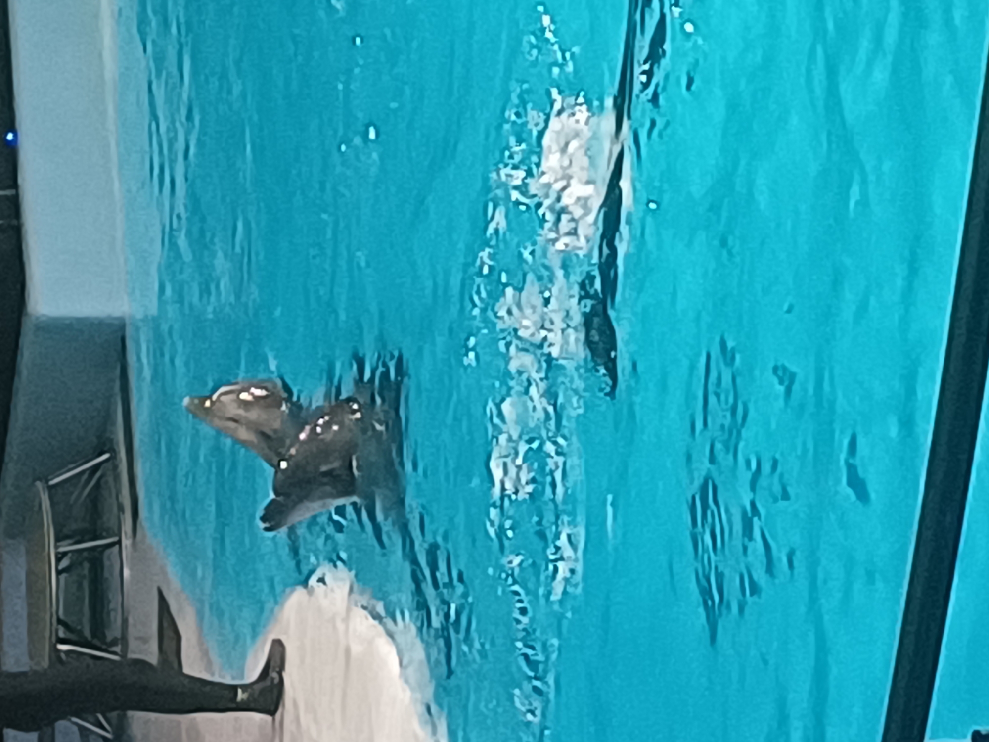 The image shows two dolphins partially submerged in a bright blue pool of water. The dolphins are dark gray with lighter speckling on their skin. They appear to be interacting, with one dolphin's head and upper body out of the water, and another behind it. The water is disturbed around them, creating ripples and splashes. On the left side of the image, a person's legs and feet are visible, standing on a white tiled edge of the pool. The person is wearing dark leggings and dark shoes. In the background, a white wall and a metal structure are visible. The scene appears to be an indoor or outdoor performance area, possibly at an aquarium or marine park. The location is not specified as Novosibirsk, Russia.