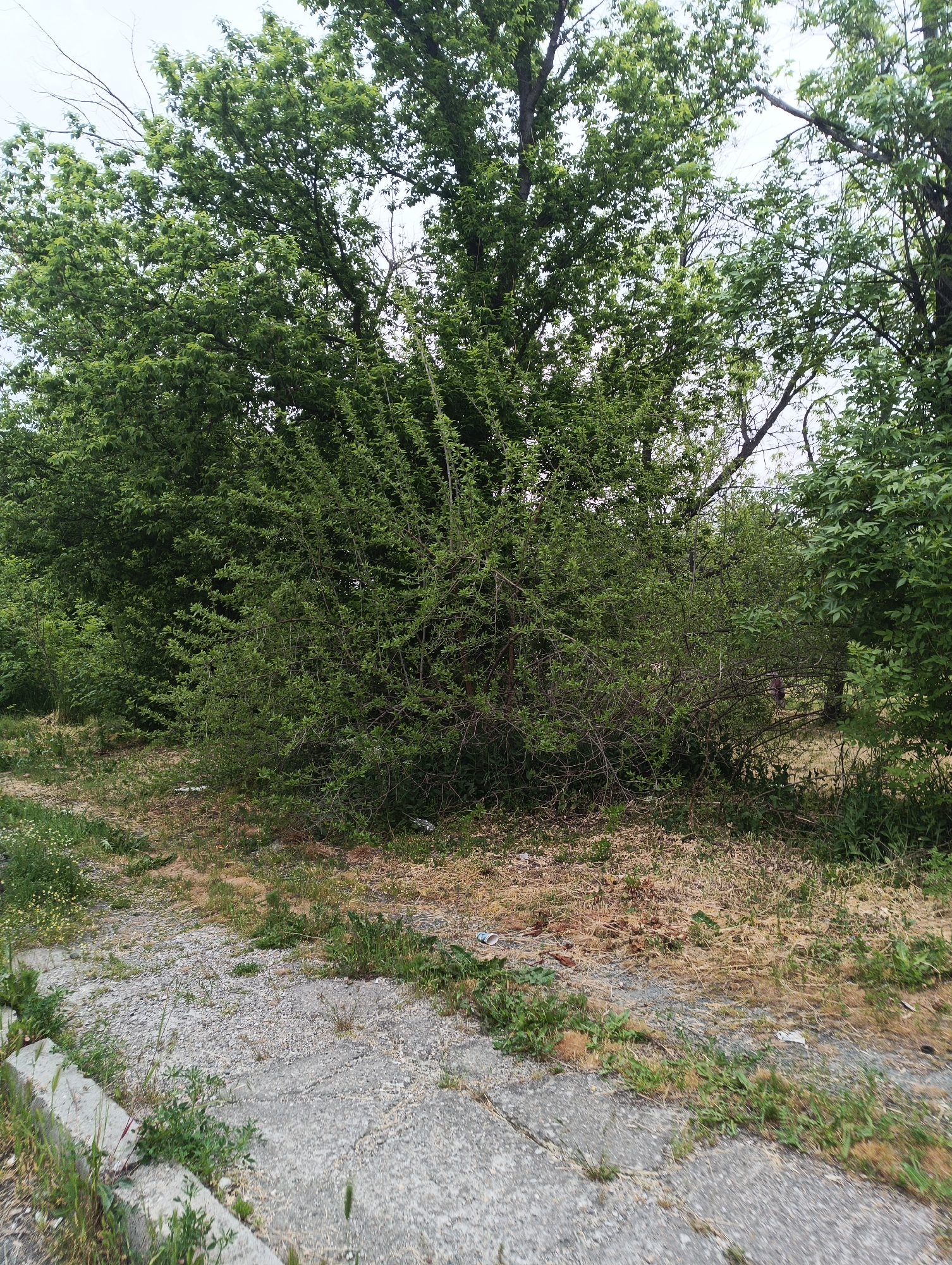 The image depicts a neglected area, likely on the outskirts of Karnobat, Bulgaria. The foreground shows a cracked concrete or stone path with weeds growing along its edge and in its surface. The path leads towards dense, overgrown vegetation consisting of various trees and shrubs. The ground is covered with dry grass and debris. No people or animals are visible. The sky is overcast, providing diffuse lighting.