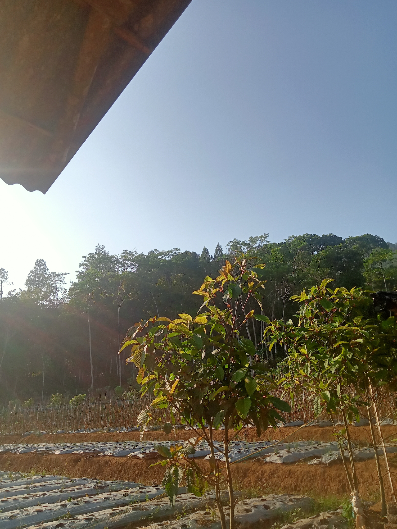 This image depicts a rural landscape in Tanggaran, Indonesia, likely a farm or plantation. The foreground features rows of newly planted crops covered with white plastic sheeting, indicating agricultural activity. Several young trees with vibrant green leaves are also prominent in the foreground, some with reddish-brown stems. In the midground, a hillside is covered with more rows of planted fields, some with visible stakes or supports for the plants. The background is dominated by a dense forest or plantation of various trees, with a clear blue sky above. A portion of a corrugated metal roof is visible in the upper left corner, suggesting the presence of a structure nearby. The overall scene is bathed in the warm light of what appears to be early morning or late afternoon sun, casting long shadows and highlighting the lush greenery. There are no people or animals visible in the image. The environment appears to be hilly and natural, with evidence of human cultivation.