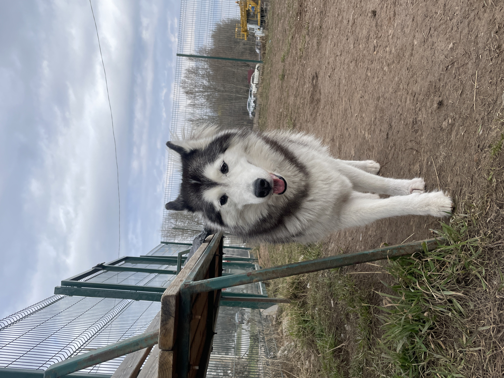 The image prominently features a large, fluffy dog, resembling a Siberian Husky or Alaskan Malamute, with striking black, white, and grey fur. The dog is positioned in the foreground, facing directly towards the camera with a friendly and curious expression, its mouth slightly open, revealing its pink tongue.
The dog is outdoors, situated on a ground composed primarily of reddish-brown dirt with scattered dry grass and some greener sprouts. To the dog's left, a wooden and green metal structure, possibly part of a raised platform or an enclosure, extends into the foreground. A wire mesh fence runs across the background, enclosing the area where the dog is.
Beyond the fence, the background reveals bare trees, indicative of late winter or early spring. Several white vehicles, likely trucks or cars, are visible behind the trees, along with a large yellow construction vehicle or crane in the far distance. The sky above is overcast or partly cloudy, suggesting daytime with soft, diffused light. The scene depicts an outdoor animal enclosure or dog park setting in Izhevsk, Russia. There is no visible text.