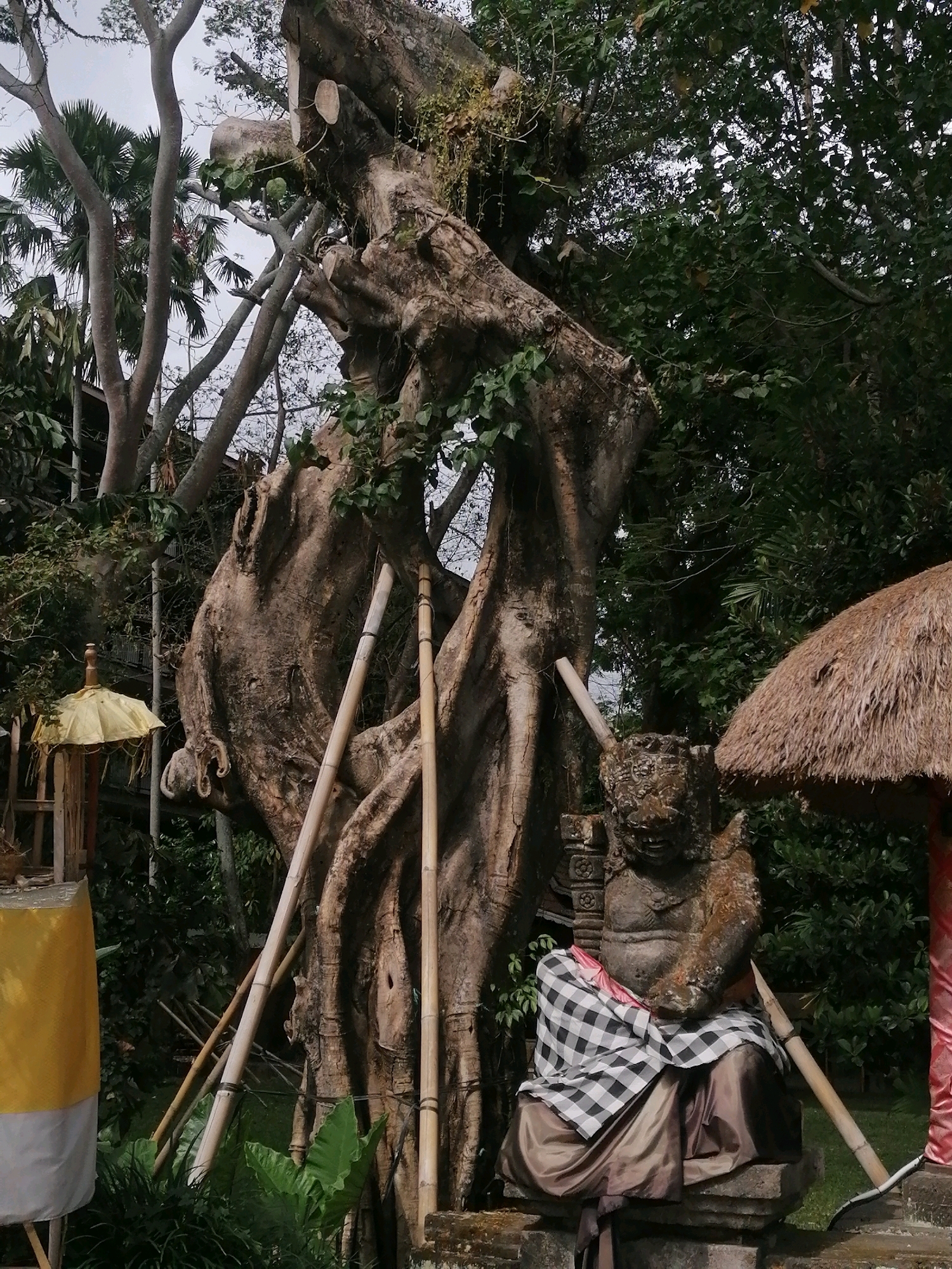 A large, gnarled tree trunk dominates the center of the frame, its bark textured and weathered. Several bamboo poles are propped against the trunk, appearing to offer support. To the left, a yellow and white ceremonial umbrella stands tall. In the foreground to the right, a stone statue of a seated figure is draped in black and white checkered fabric and brown silk. The statue is positioned on a stone base. Behind the statue, a thatched roof structure is visible. The background is filled with lush green foliage and trees, suggesting an outdoor setting. The overall atmosphere is one of cultural significance and natural beauty, possibly a temple or sacred site in Ubud, Indonesia.