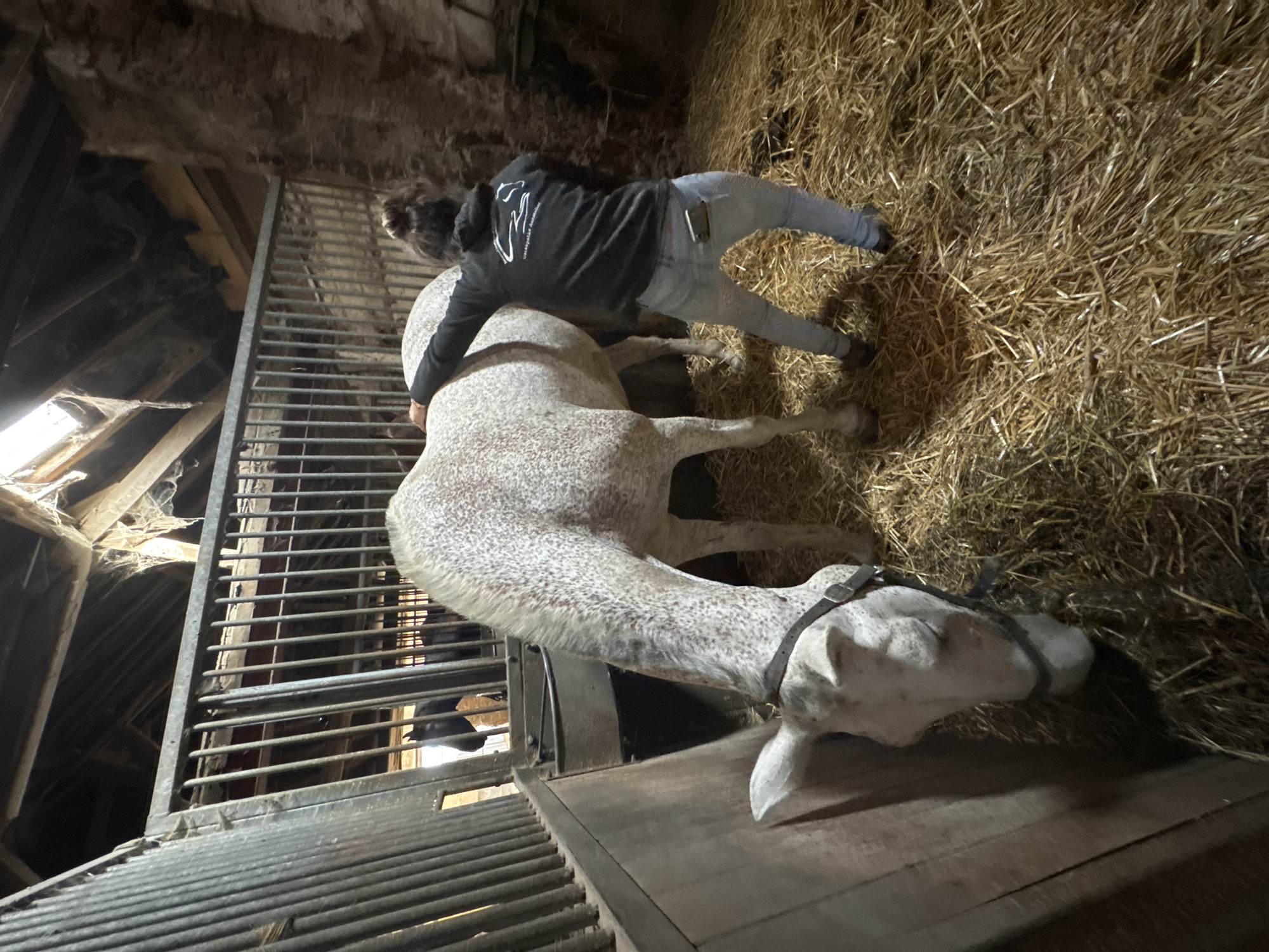 This image depicts a person interacting with a horse inside a barn. The person, wearing a dark hooded sweatshirt and light-colored jeans, is embracing the horse from behind, resting their head on the animal's flank. The horse is white with dark speckles and has a dark halter around its head.
The scene is set within a rustic barn, indicated by the presence of hay bales, wooden structures, and metal grating. The lighting suggests it might be daytime, with light filtering in from openings in the barn's roof or walls, though the interior is generally dim. The overall atmosphere appears calm, with the person showing affection towards the horse.
Visible text on the person's sweatshirt is a graphic logo. The image provides a glimpse into a moment of connection between a human and an animal in a rural setting. The location context provided is Estaimpuis, Belgium.