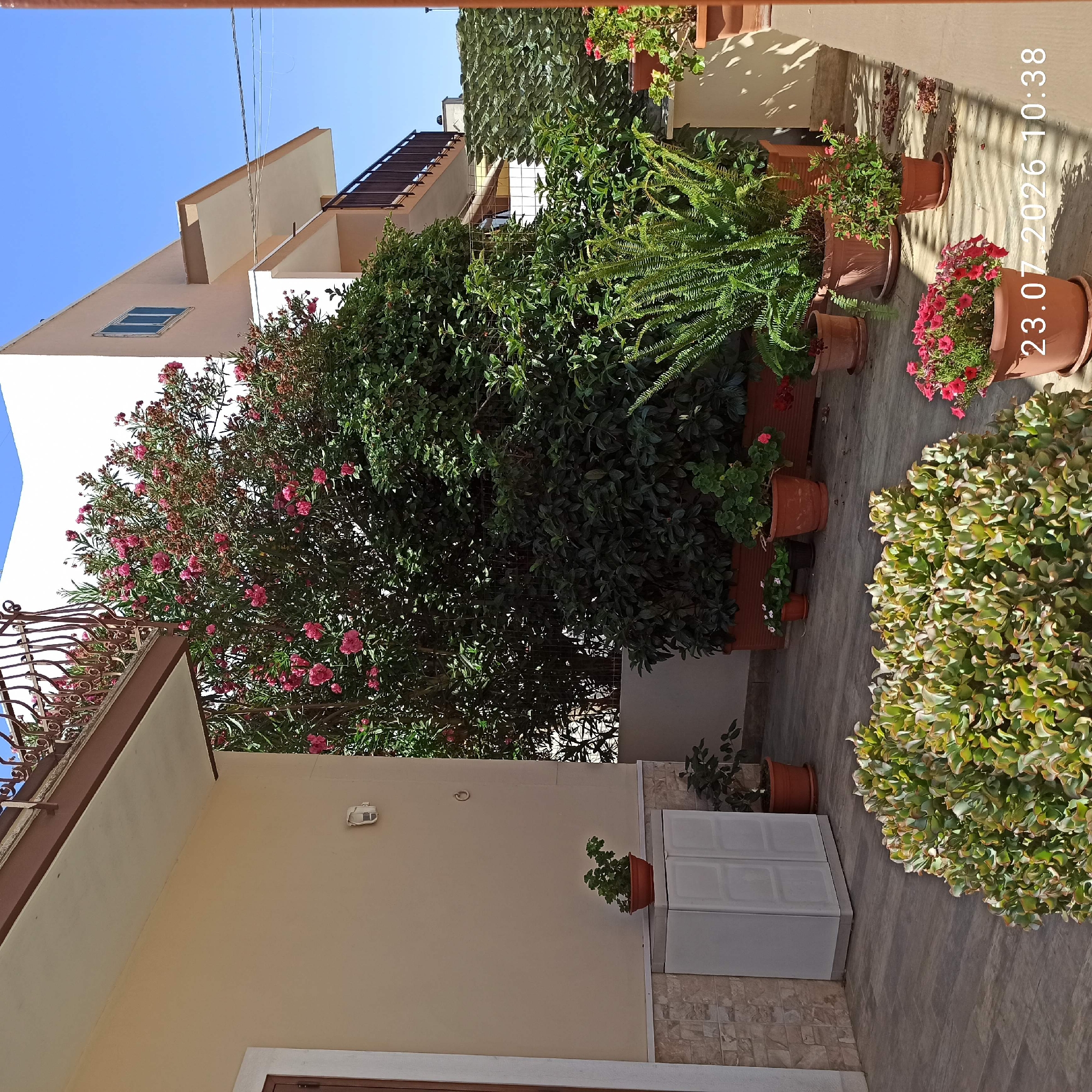 The image depicts a sunlit outdoor patio or balcony area adjacent to a residential building. The building is painted a light beige color and features a balcony with a dark metal railing and a brown overhang. A large, dense bush with vibrant pink flowers dominates the central part of the scene, partially obscuring the building. Various potted plants, including ferns, succulents, and flowering plants with pink and white blooms, are arranged on the tiled floor of the patio. To the left, a white cabinet with two doors is visible. In the background, a portion of another building with balconies can be seen. The sky is clear blue. The scene is likely located in a residential area of Bitonto, Italy, given the architectural style and vegetation. A timestamp "23.07.2026 10:38" is superimposed on the lower right portion of the image. There are no people or animals visible.