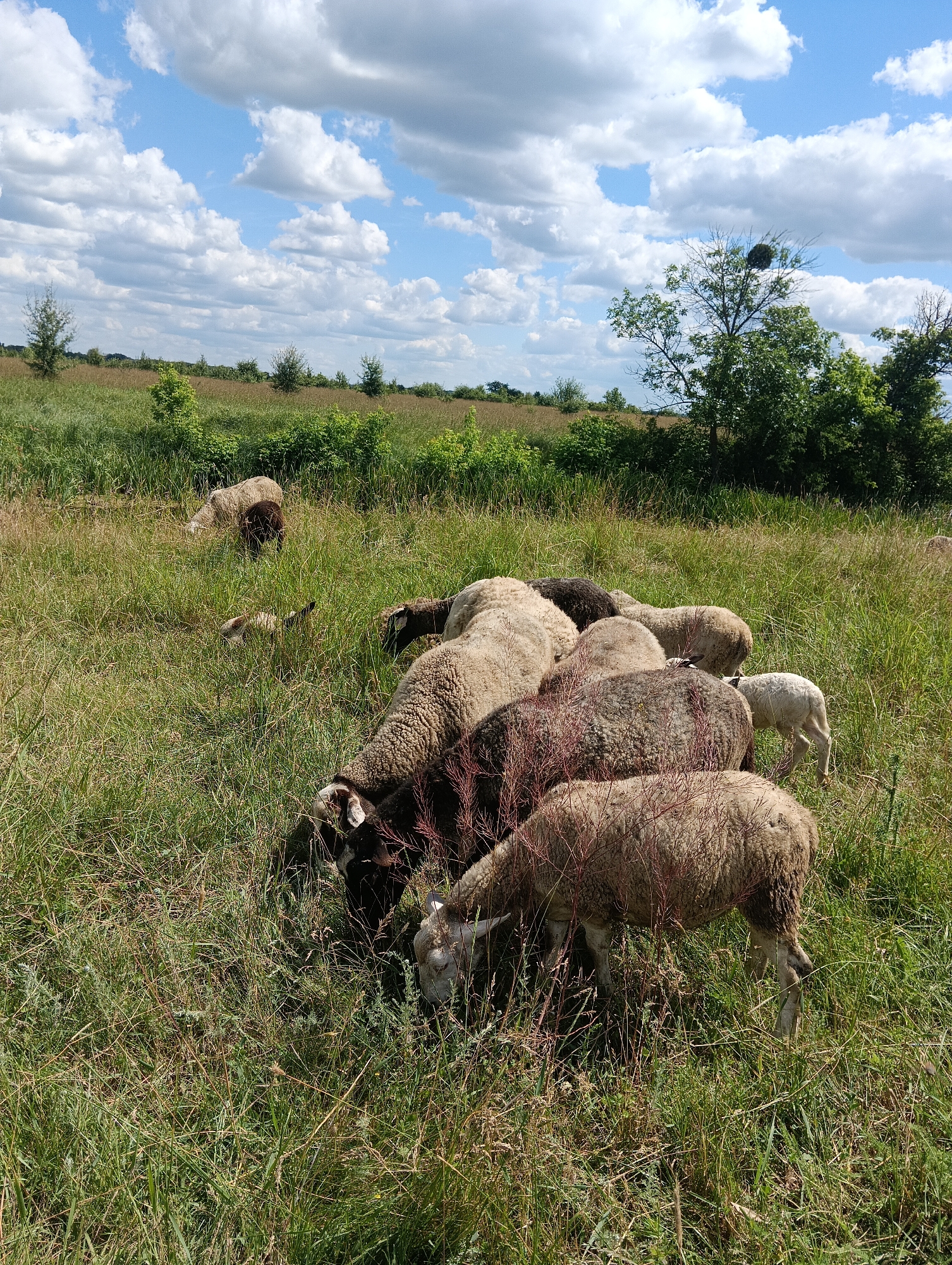 A flock of sheep grazes in a grassy field under a bright blue sky dotted with fluffy white clouds. The sheep are of various colors, including white, black, and brown, and they are scattered across the field, some grazing, some resting. The field is covered in tall green grass, with some dry weeds and flowers interspersed. In the background, there is a line of trees and bushes, with a few more trees scattered throughout the field. The overall scene is peaceful and idyllic, suggesting a rural or natural setting.