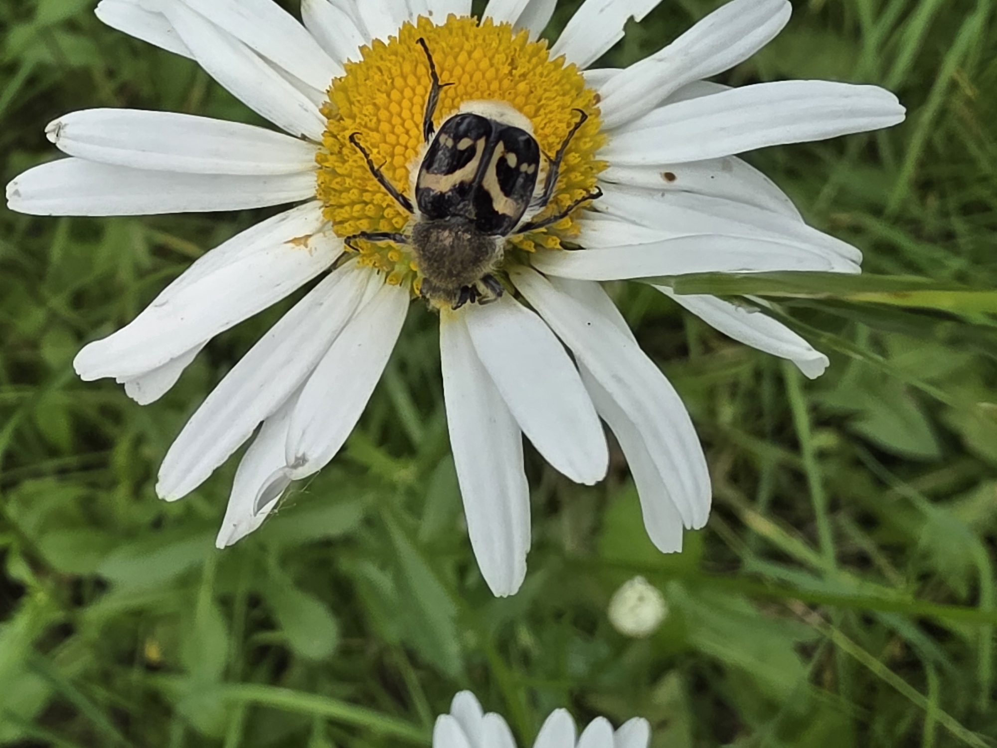 A close-up, eye-level, vertical shot shows a beetle with a patterned exoskeleton on a white daisy with a yellow center. The beetle is positioned on the yellow center of the daisy, its legs and antennae visible. The daisy's white petals are prominent, with some showing slight imperfections. The background is a blurred expanse of green grass, with hints of other out-of-focus foliage. The lighting appears to be natural daylight, casting soft shadows. The image captures a moment of nature, focusing on the insect and flower. This image was taken in Chaikovsky, Russia.