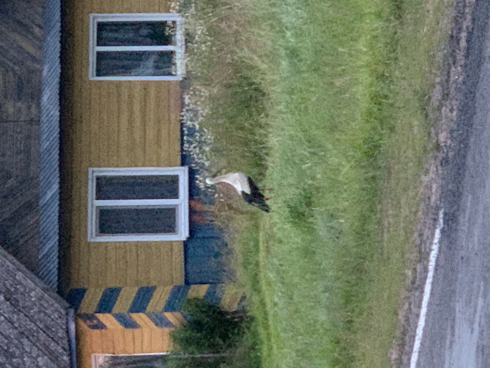 A stork stands in tall green grass in front of a yellow wooden house with a corrugated metal roof. The house has two white-framed windows, and the corner of the house is painted with diagonal blue and yellow stripes. A white line marks a road in the foreground.