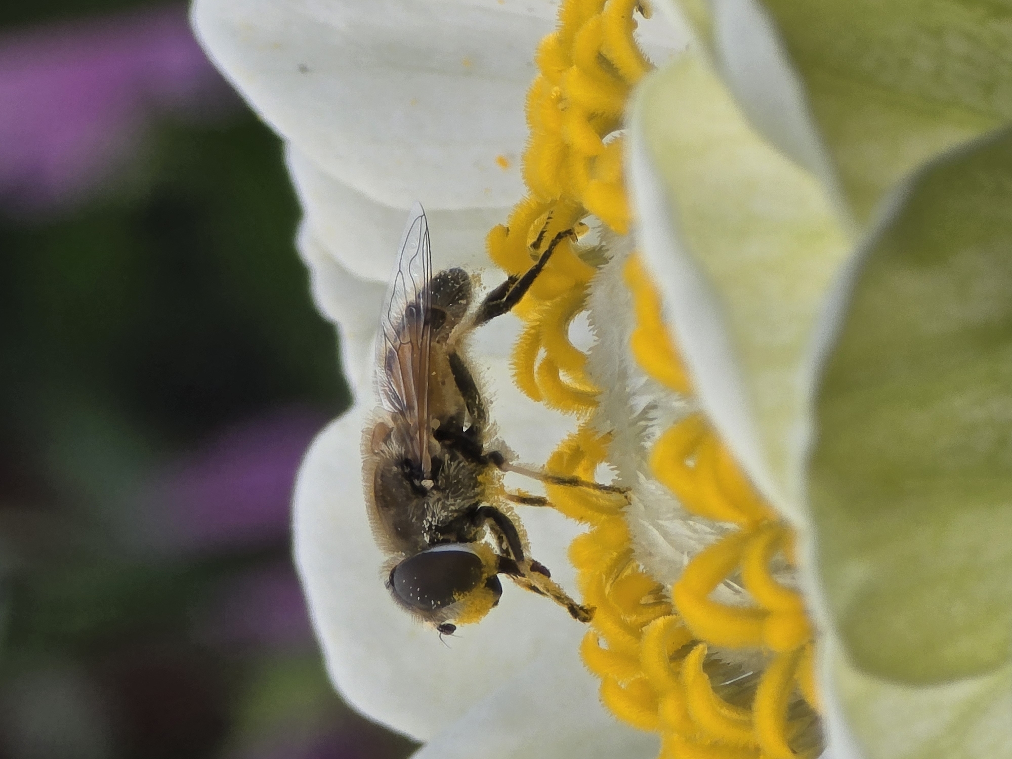 A hoverfly, characterized by its fuzzy body and prominent, dark eyes with a yellow facial mark, is positioned on the vibrant yellow stamens of a white flower. The fly's transparent wings are partially visible, and its legs are in contact with the flower's pistils. The background is softly blurred, featuring hints of green and purple, suggesting an outdoor, natural setting. This image was captured in the city of Ермолаево, Russia.