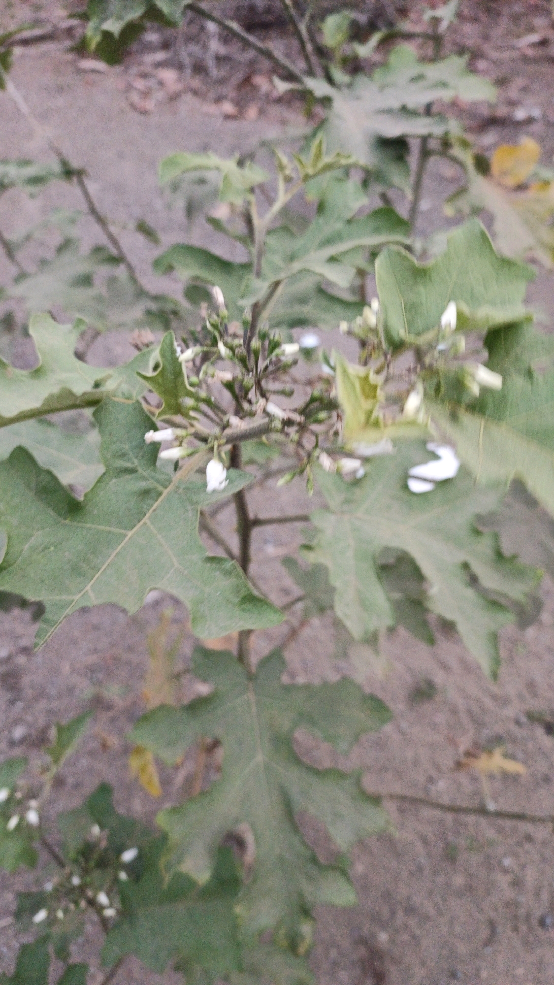 The image shows a close-up of a plant with green, lobed leaves and clusters of small white flowers. The plant appears to be growing outdoors in soil. The background is blurred and consists of earth and some dry vegetation. The scene suggests a natural or garden setting. There is no indication of human presence or specific landmarks related to Campurdarat, Indonesia.