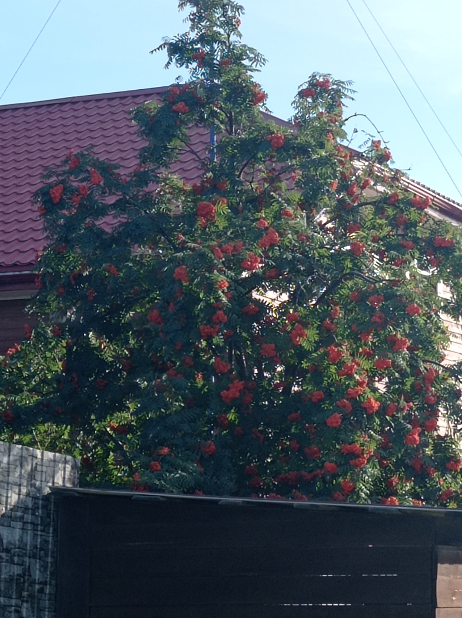 A tree with bright red berries is in full bloom, set against a clear blue sky. The tree is situated in front of a dark red tiled roof of a building. To the left, a light-colored brick wall with visible mortar lines borders the scene. In the foreground, a dark wooden fence or structure runs horizontally across the bottom of the image. The overall setting appears to be a residential area, possibly in the city of Degtyarsk, Russia, given the context. No people or specific actions are depicted in the image.