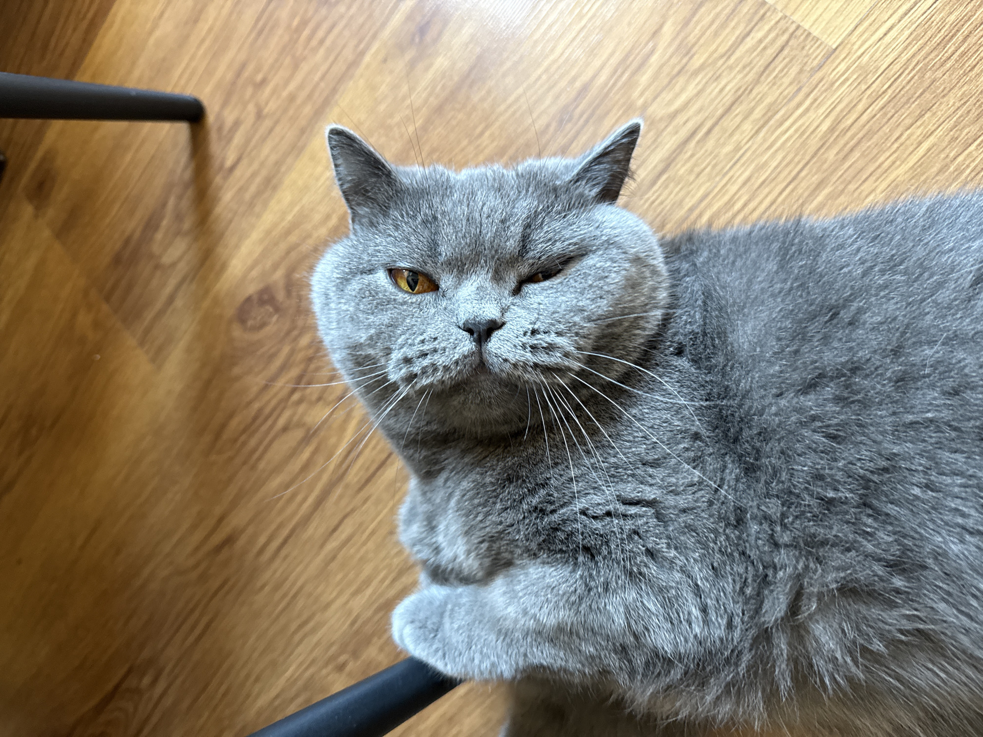 The image shows a close-up of a gray cat lying on a wooden floor. The cat is on its back, with its head tilted to the side and its amber eyes looking upwards. Its paws are tucked in, and one paw is resting against a black chair leg. The background is a brown wooden floor with a visible grain pattern. No people are present in the image. The scene is indoors, and the lighting appears to be natural. There is no information in the image to indicate its location in Plovdiv, Bulgaria.