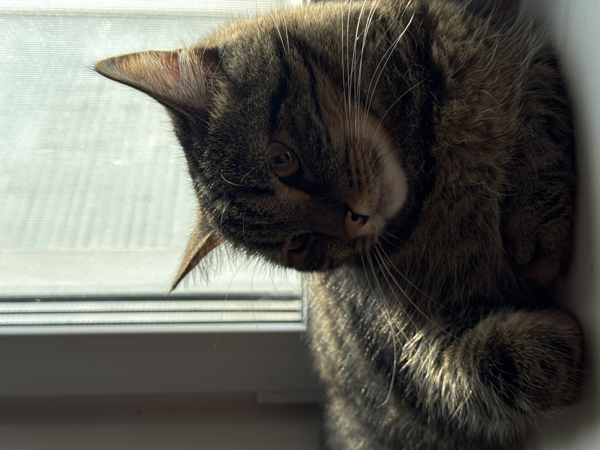 A brown tabby cat is perched on a windowsill, gazing downwards. The cat is positioned near a window covered with a screen. The specific location within Chaikovsky, Russia, is not discernible from the image.