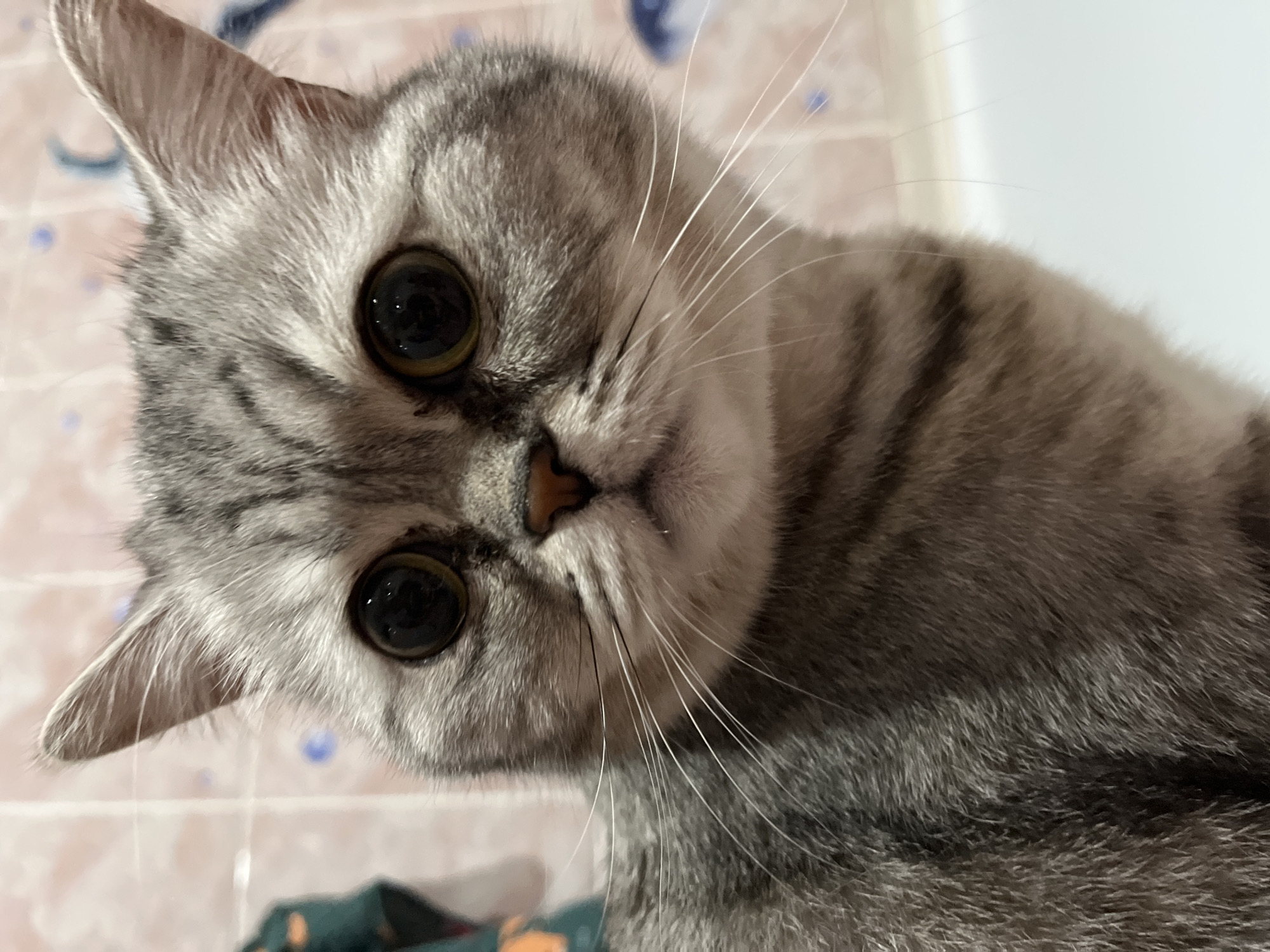 A close-up of a gray tabby cat with large, round eyes and a pink nose. The cat is tilted its head, and its whiskers are prominent. The background is out of focus, showing what appears to be a tiled wall and a patterned fabric. There is no information about the location being in Chaikovsky, Russia, or any information about people, actions, or interactions in the image.