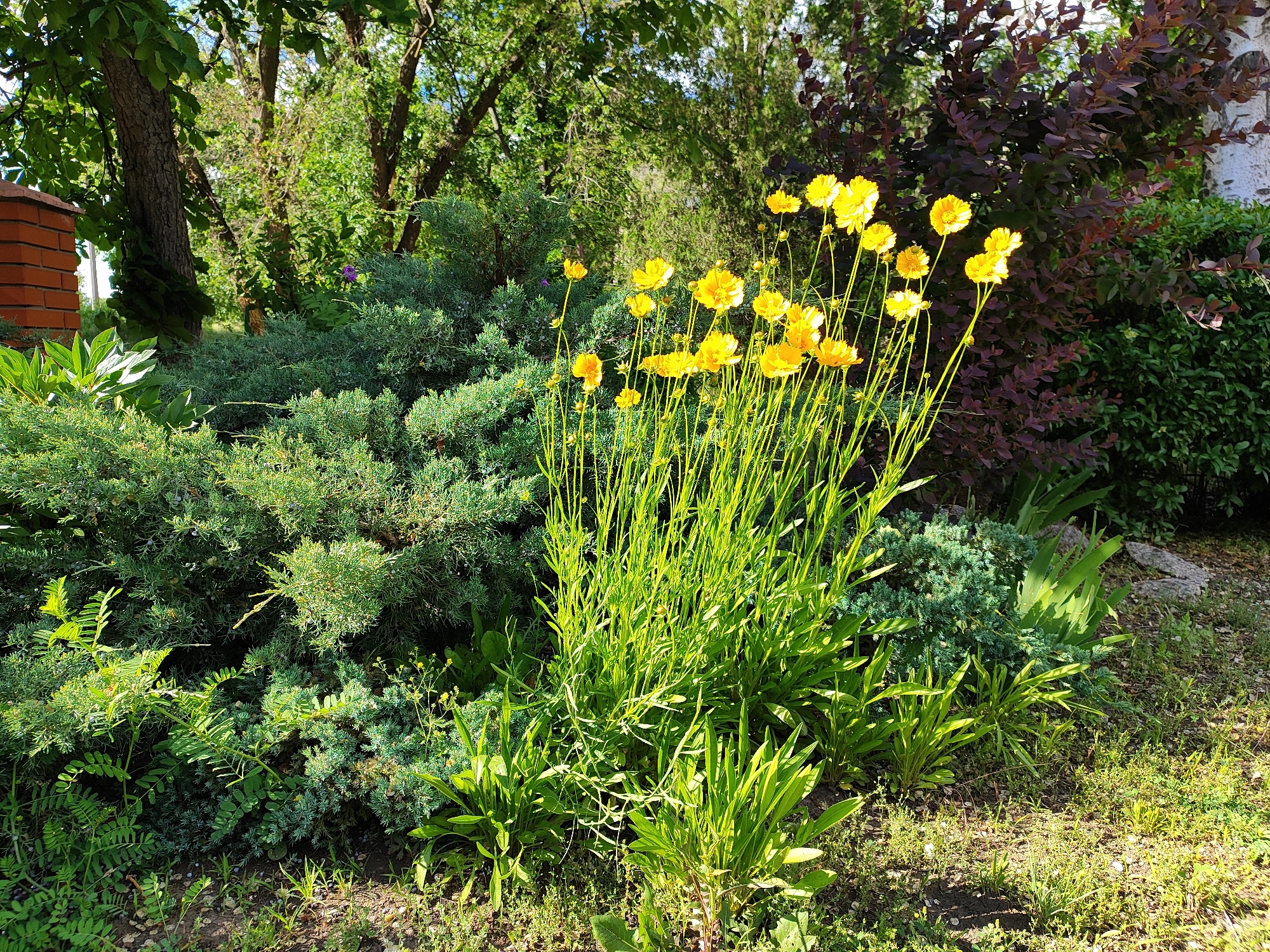 A garden scene is captured in natural light, with a variety of flora dominating the view. In the foreground, bright yellow flowers stand tall with slender green stalks, contrasting with the deeper greens of surrounding foliage. To the left, a dense, bushy evergreen plant forms a textured backdrop. In the background, a mix of green trees and a bush with dark red leaves add depth and color variation to the scene. A brick structure is partially visible on the left, suggesting the presence of a building nearby. The ground is covered with a mix of grass, weeds, and bare soil, indicating a natural, untamed environment. Overall, the image portrays a vibrant, well-lit garden setting with a focus on the diversity of plant life. Location details, people, subjects, objects, actions, and interactions are not provided.