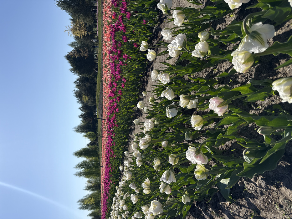 The image shows a field of white tulips in bloom in Kopyliv, Ukraine. The field is located at 50.416 latitude, 29.934 longitude. The tulips are in rows, and the soil between the rows is brown and dusty. The tulips are in the foreground, and in the background there are trees and more tulips. The tulips in the background are pink, purple, and red. The sun is shining brightly, and there are no people in the image. The scene is peaceful and idyllic.