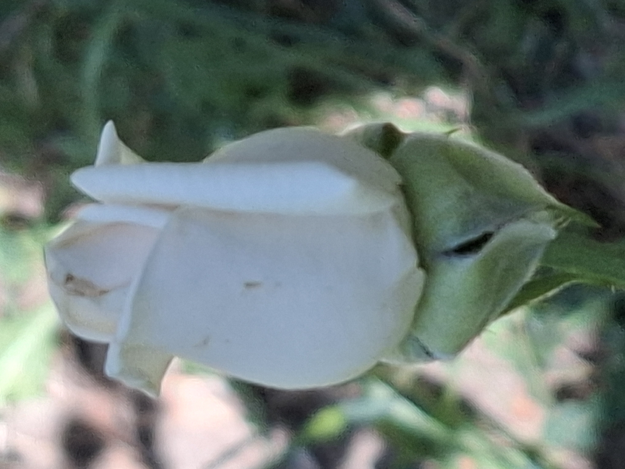 A close-up, outdoor shot shows a white rosebud emerging from green sepals. The rosebud is tightly closed with one petal beginning to unfurl. The background is blurred, suggesting a garden or natural setting with green foliage and hints of brown and pink. The image quality is low, with a soft focus and visible digital noise. The location in Almaty, Kazakhstan is not discernible from the visual information provided.