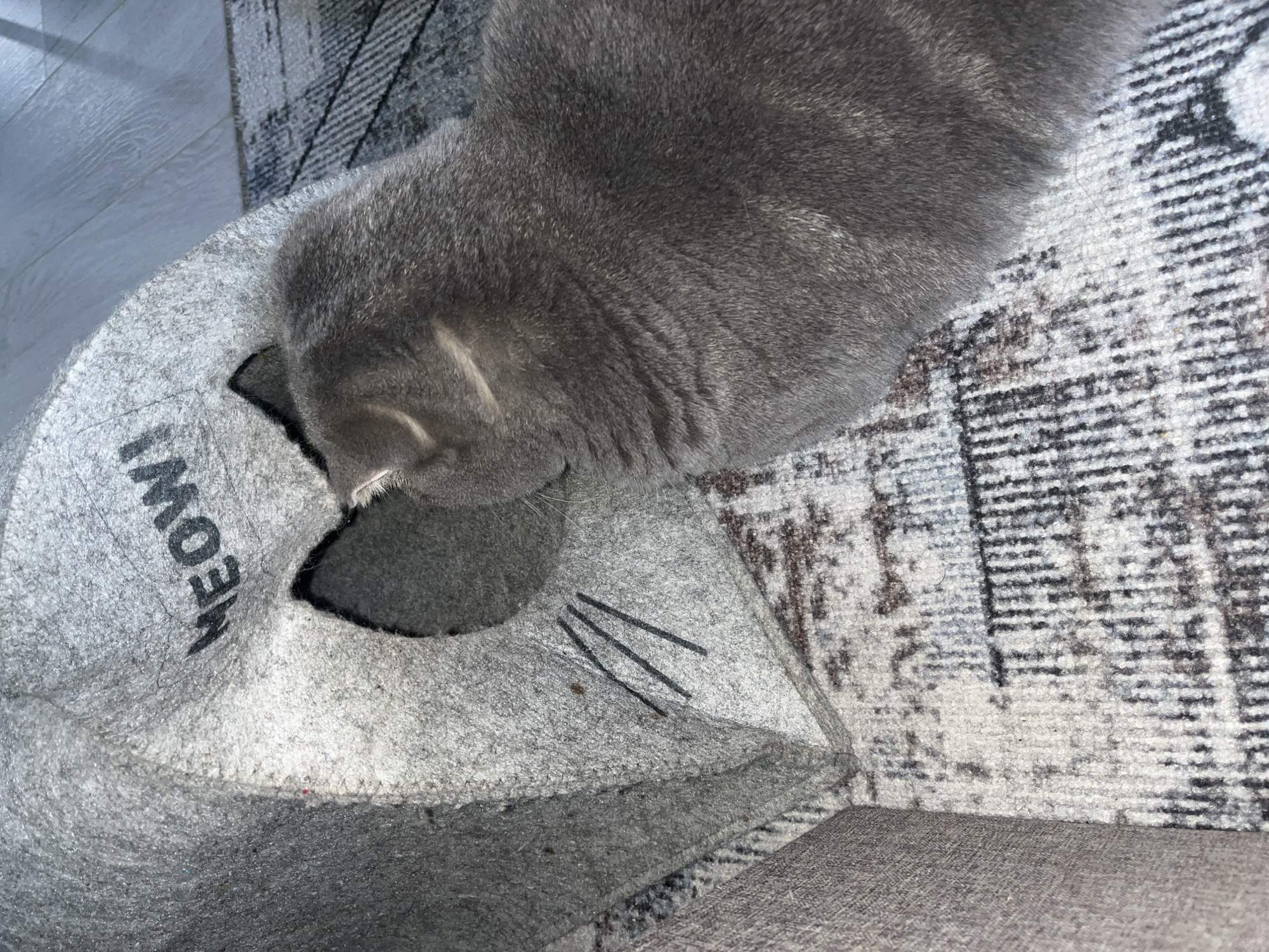 A gray, presumably Scottish Fold, cat is partially inside a gray cat bed shaped like a cat head. The word "MEOW!" is printed on the side of the bed. The cat is sitting on a patterned rug, and the edge of what appears to be a piece of furniture is visible at the bottom of the frame. The location in the city of Chaikovsky, Russia is unknown.