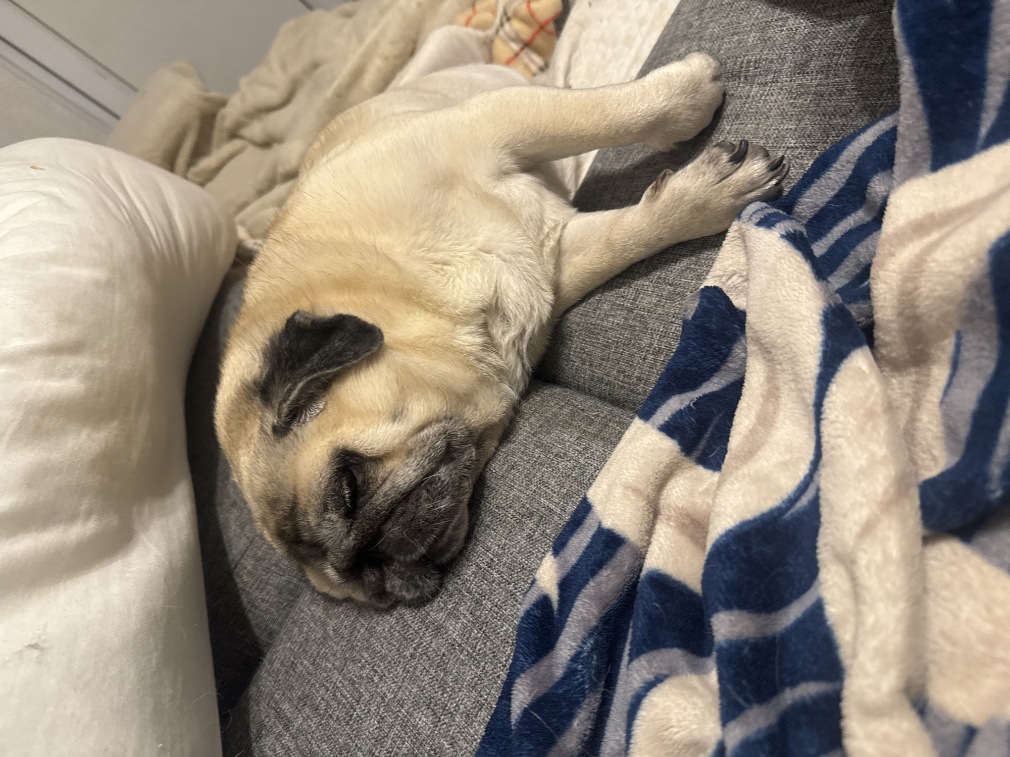 A fawn-colored pug dog sleeps on a gray couch. The dog is curled up with its head resting on the couch cushion. A blue and white striped blanket is draped over the dog's body and the couch in the foreground. The background shows a cream-colored pillow and a light brown blanket. There is no information available regarding the location in Bishkek City, Kyrgyzstan.
